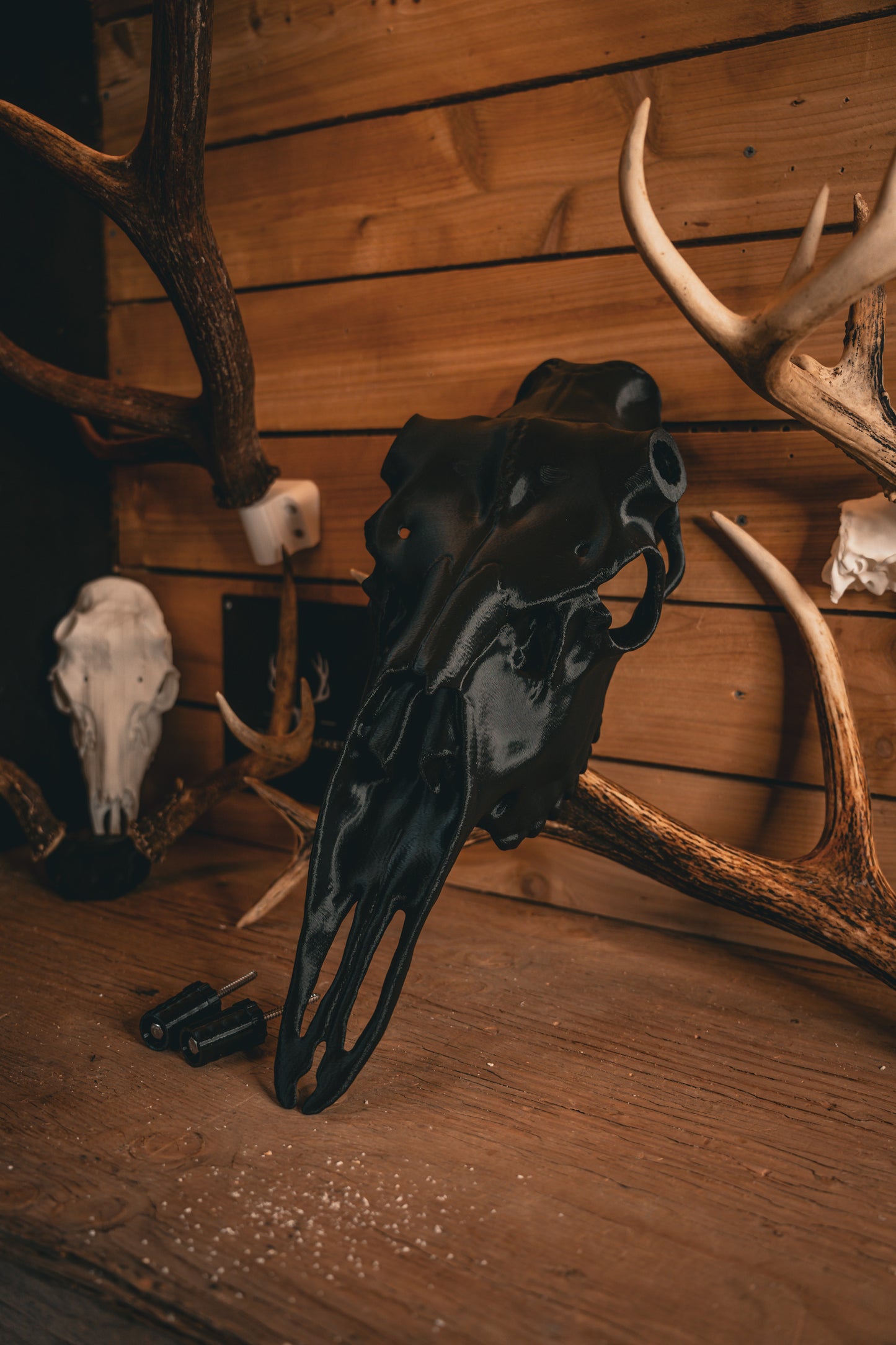 Moose Snap Skull - Replica Mount