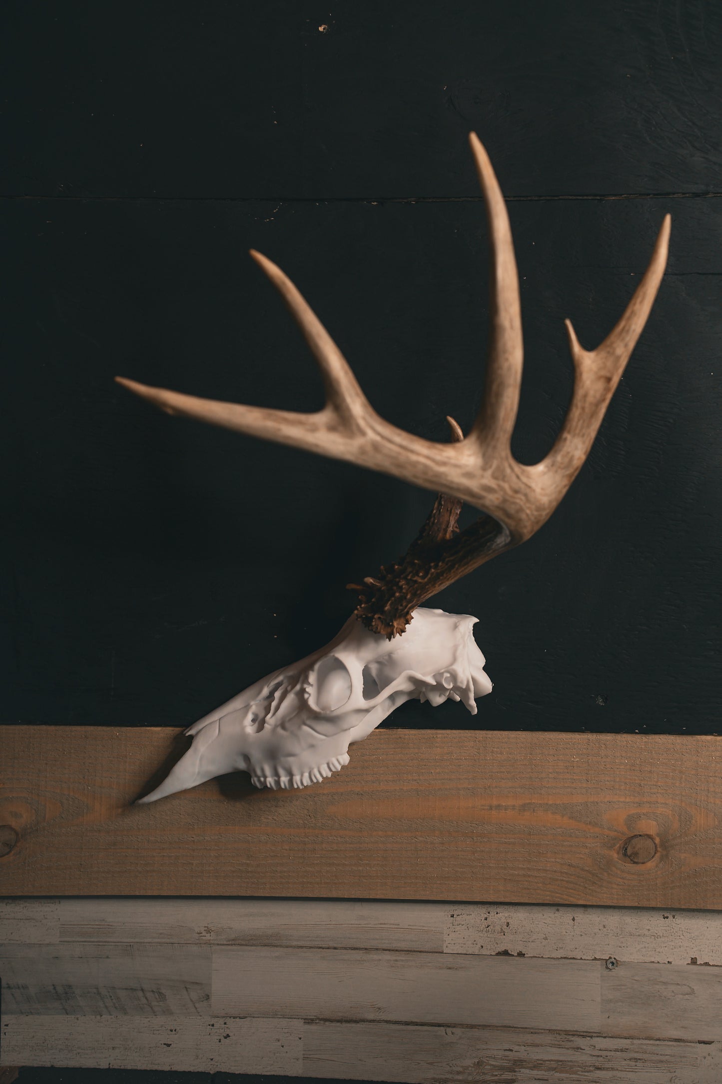 Deer Half Skull Mount