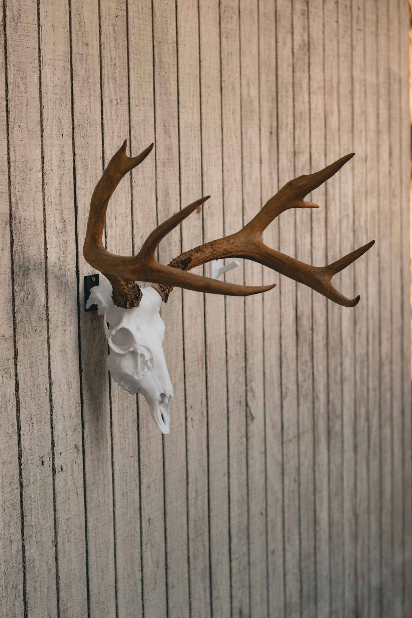 Mule Deer Snap Skull - Replica Mount