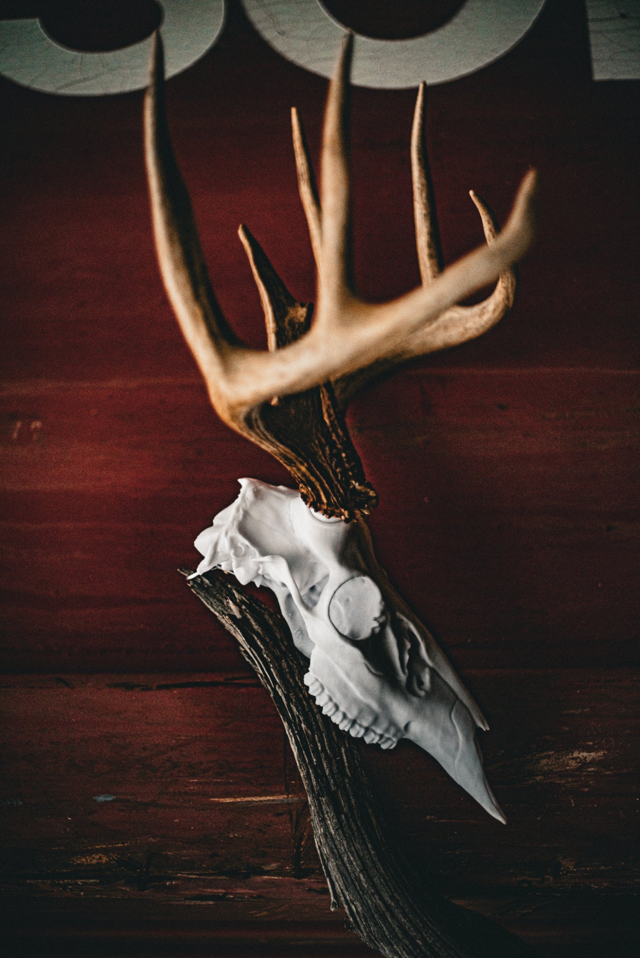 Whitetail Deer Snap Skull - Replica Mount