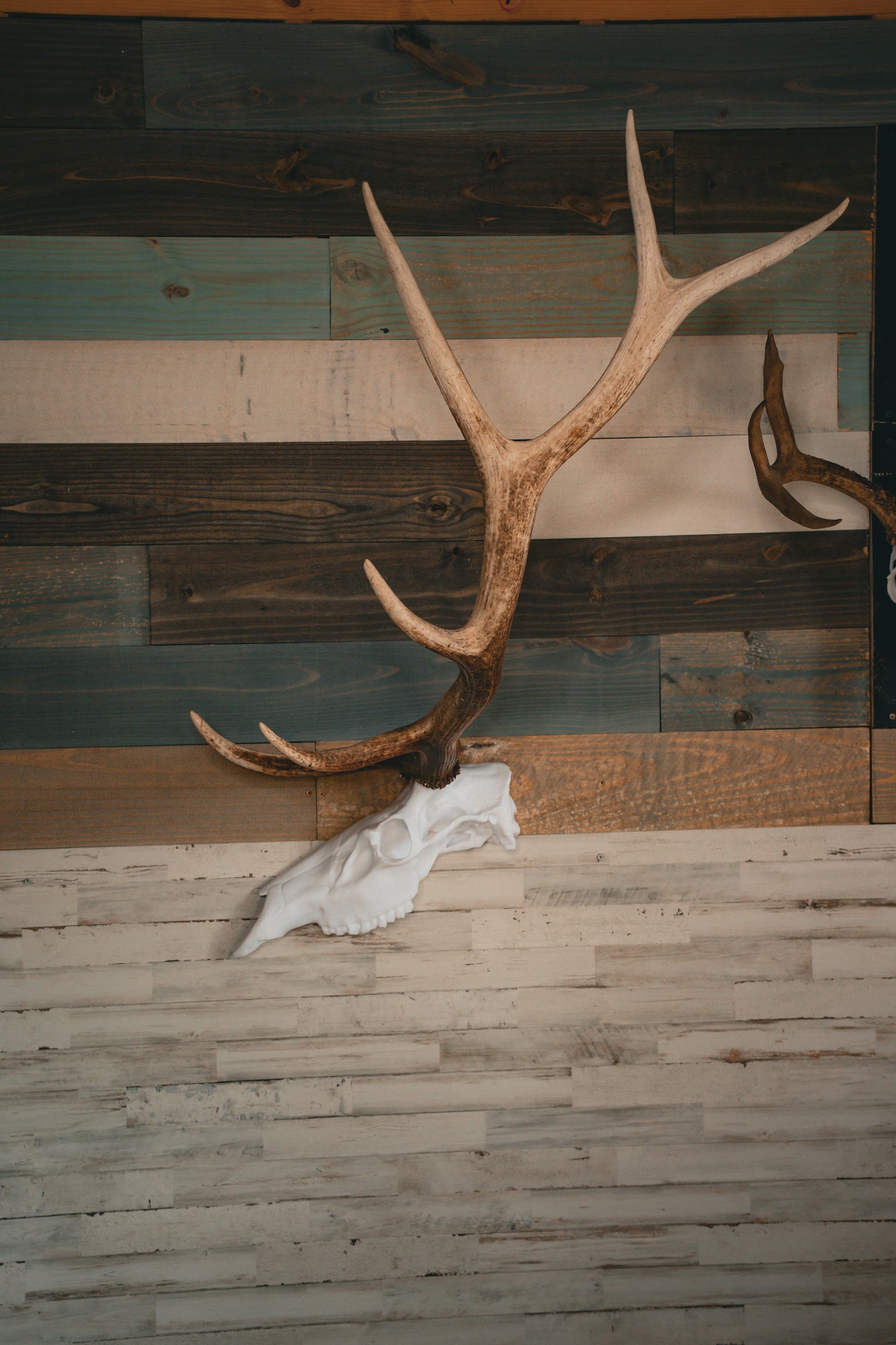 Elk Snap Skull - Half