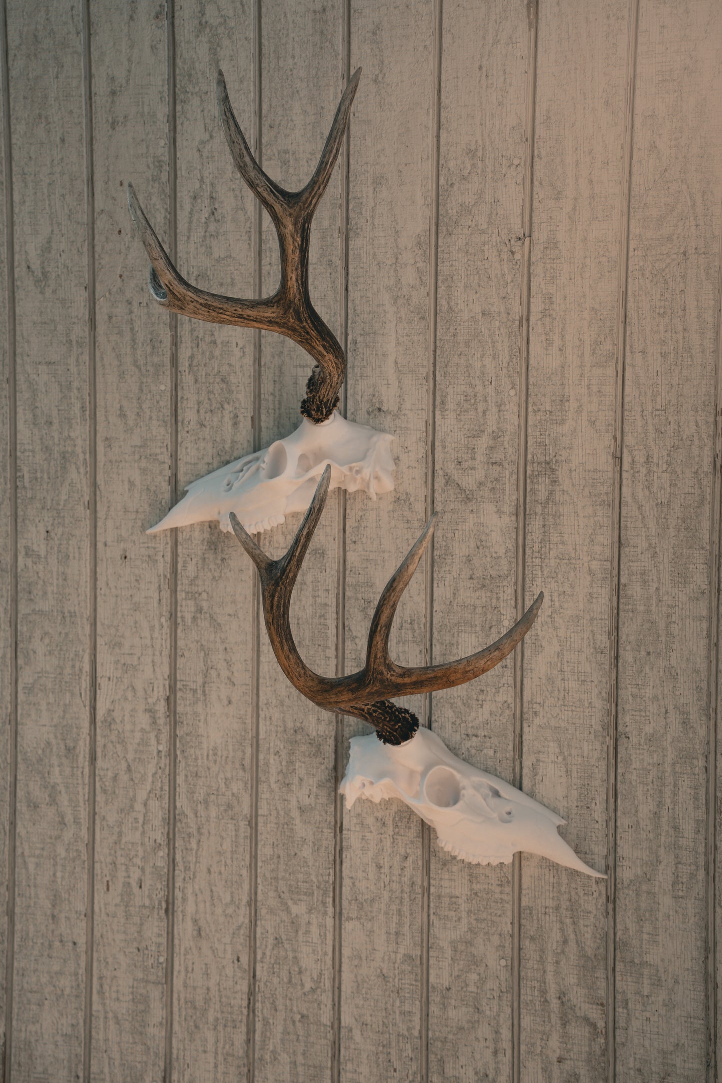 Deer Half Skull Mount