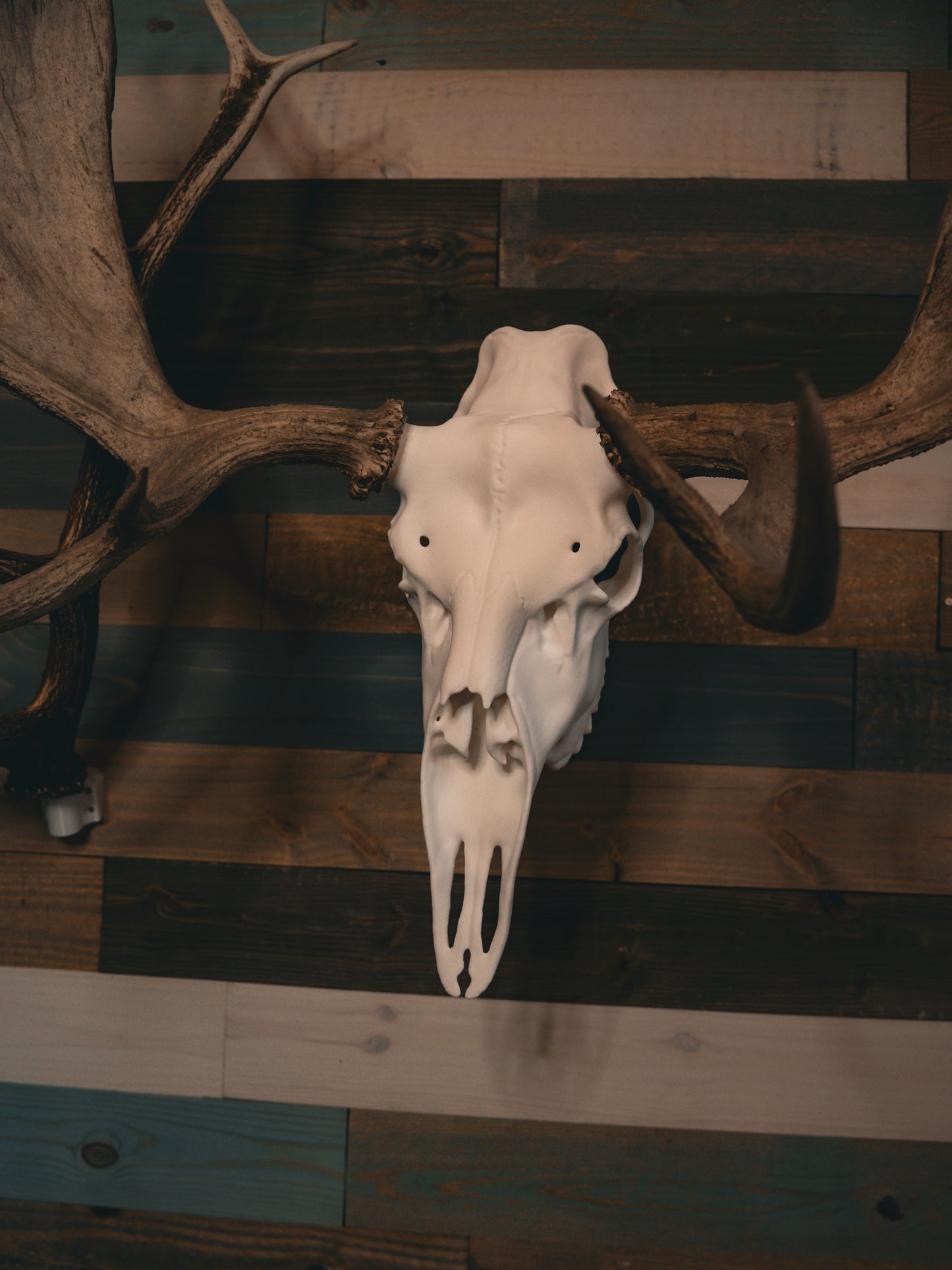 Moose Snap Skull - Replica Mount