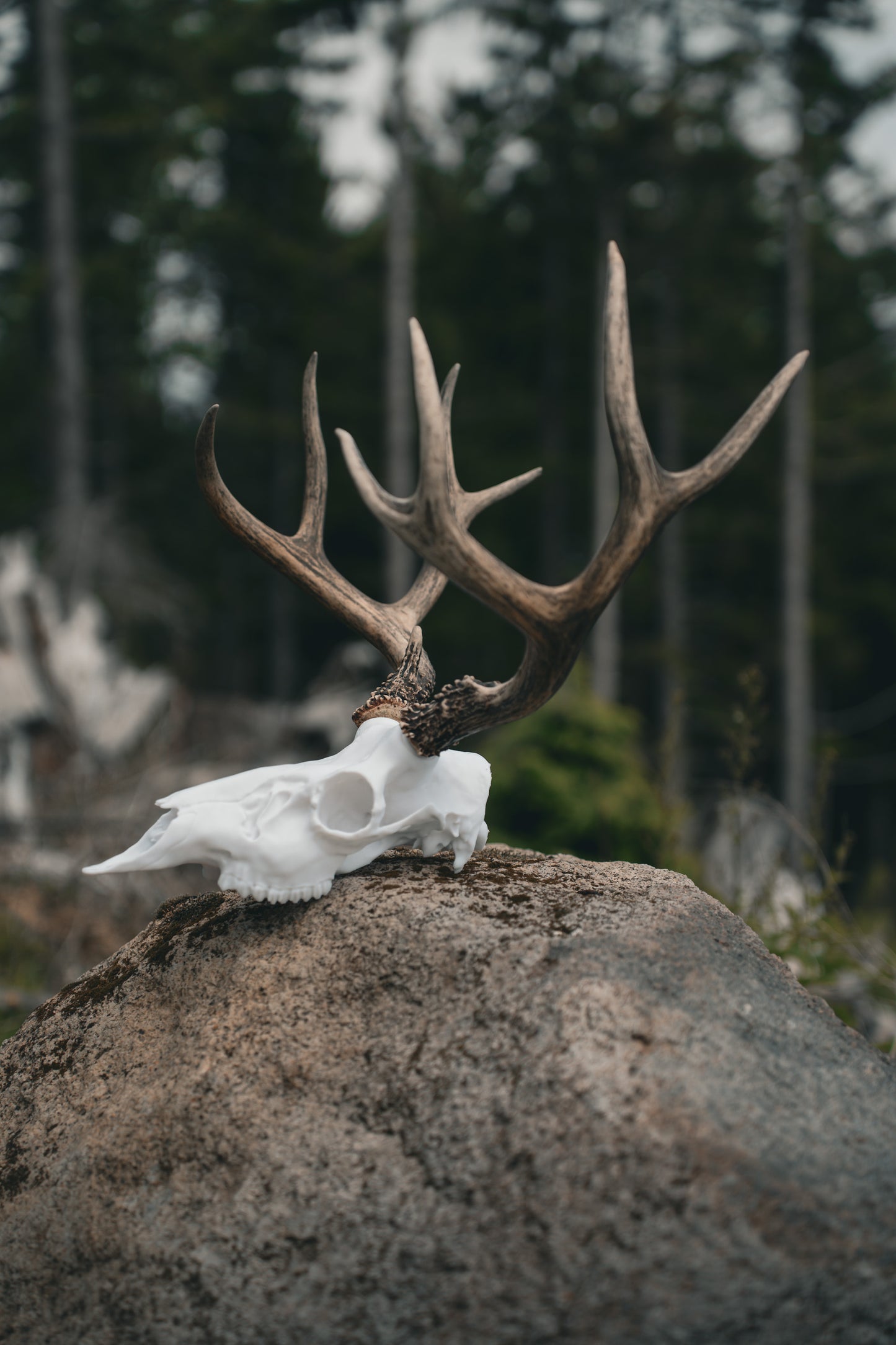 Blacktail Deer - Replica Mount