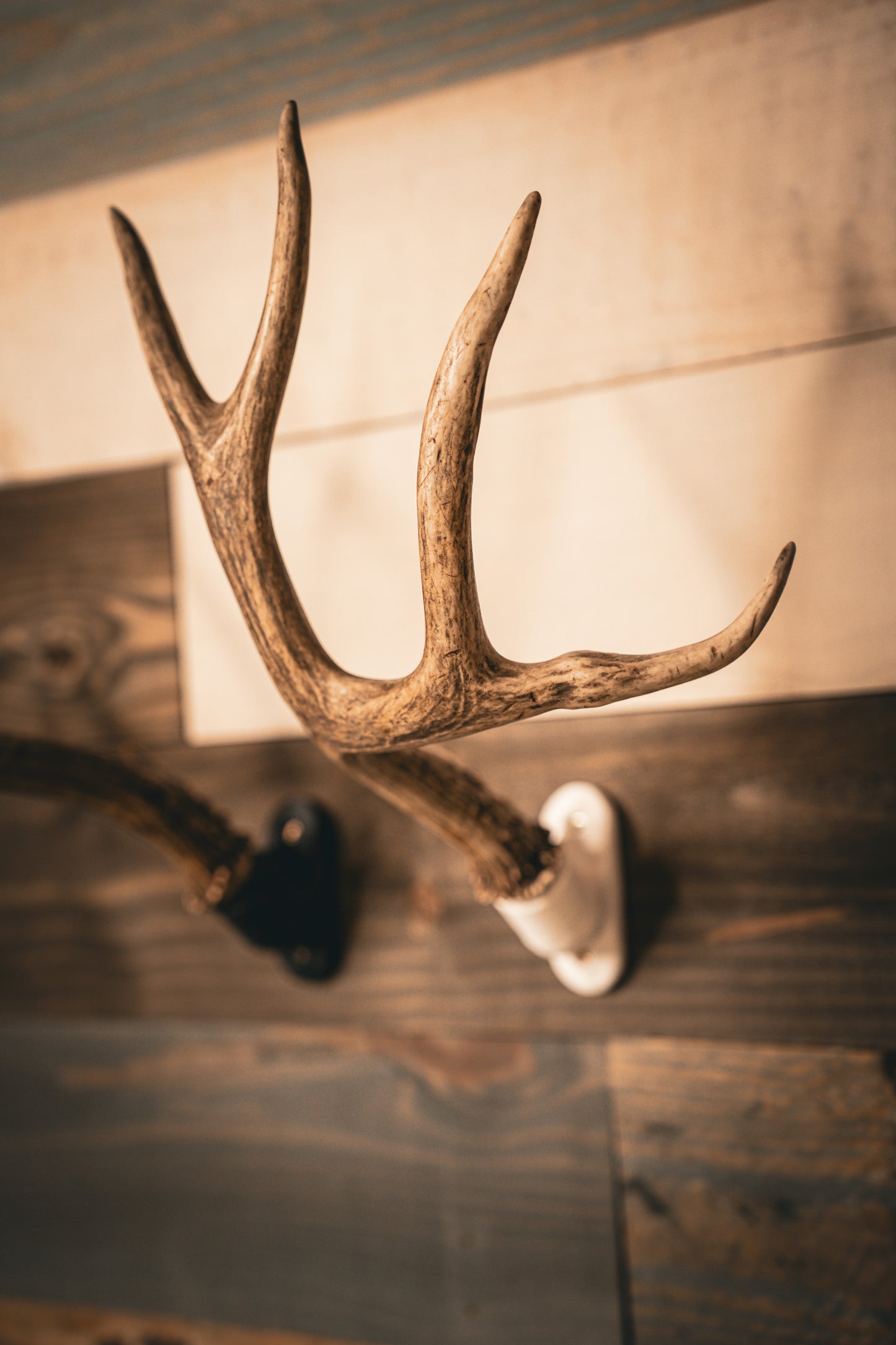 Buck Bracket - Deer Antler Mount