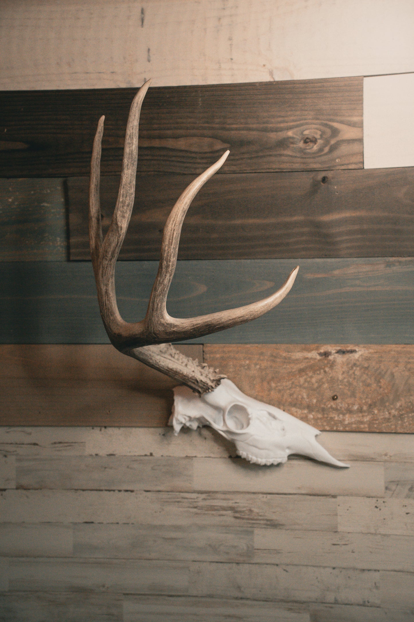 Deer Half Skull Mount