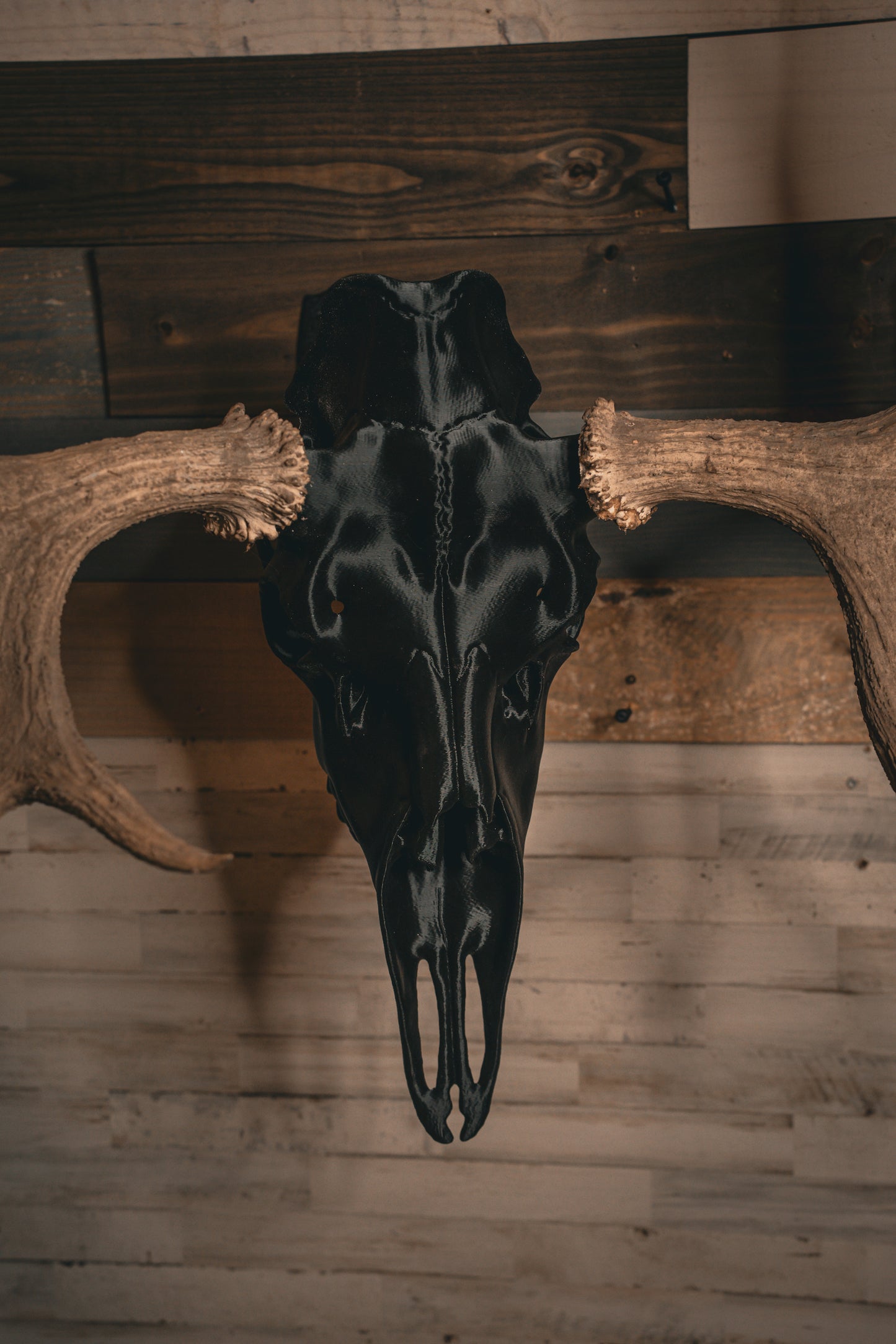 Moose Snap Skull - Replica Mount