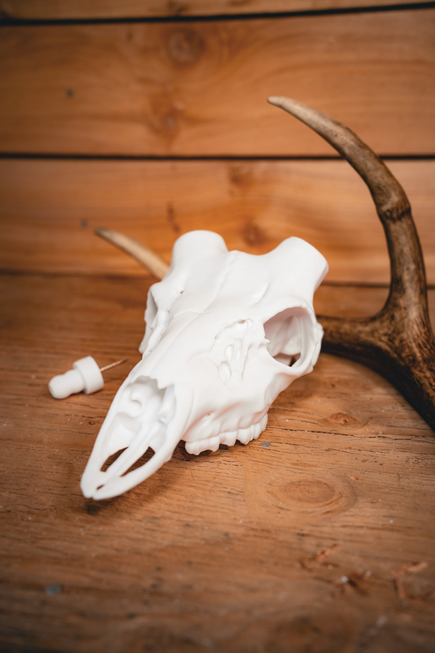 Axis Deer Snap Skull - Replica Mount