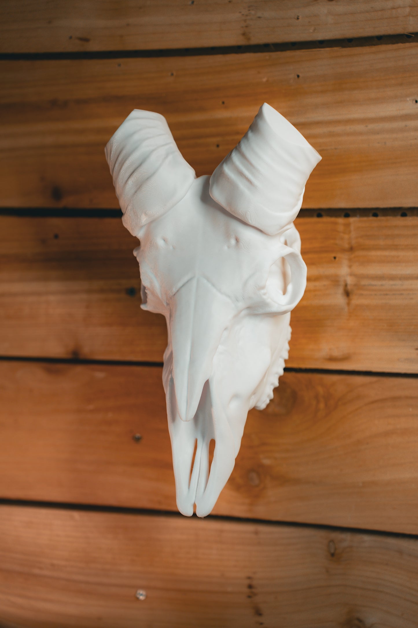 Ram Skull - Bighorn Mount System