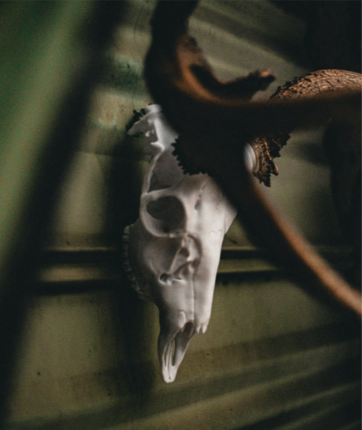 Mule Deer Snap Skull - Replica Mount