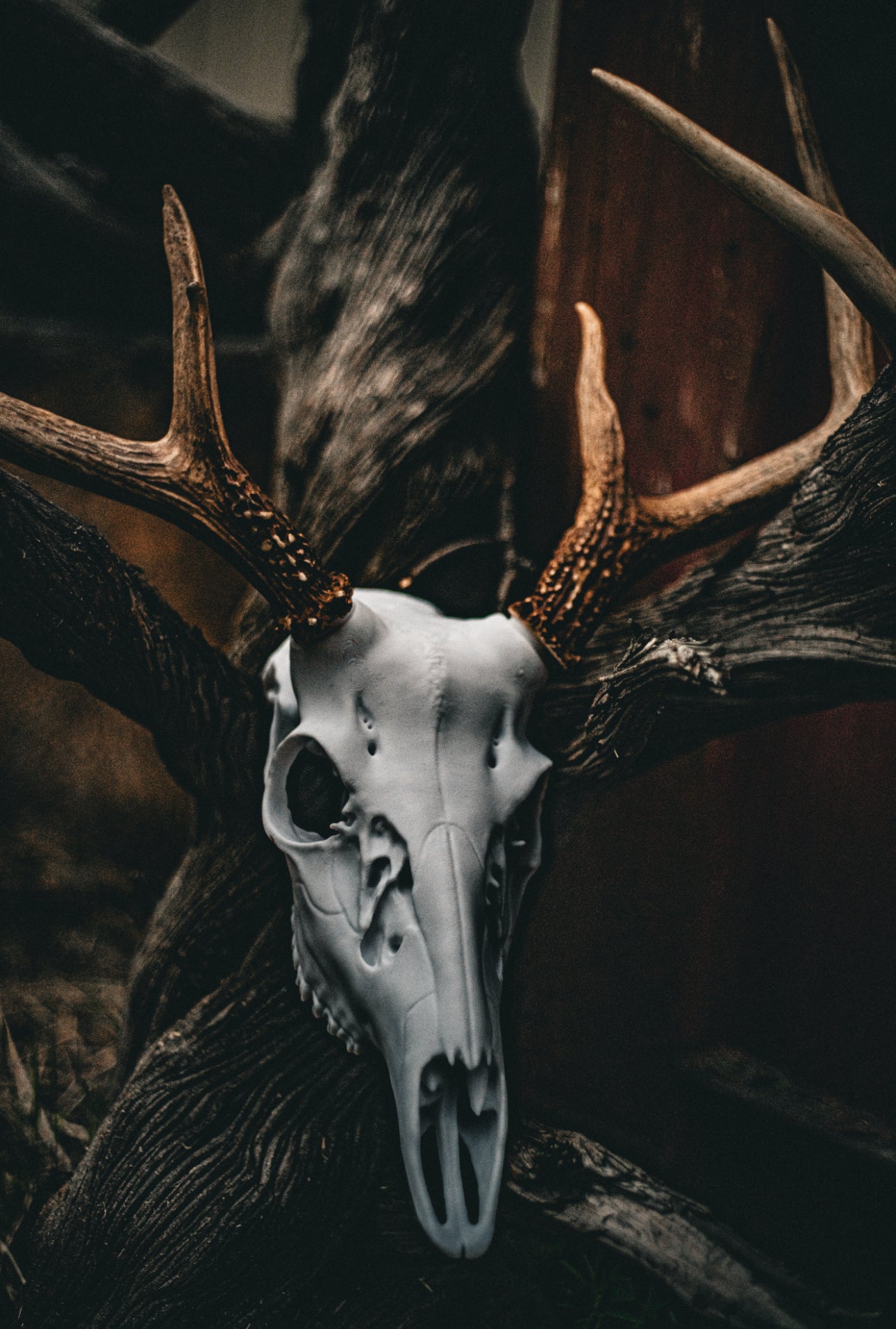 Whitetail Deer Snap Skull - Replica Mount