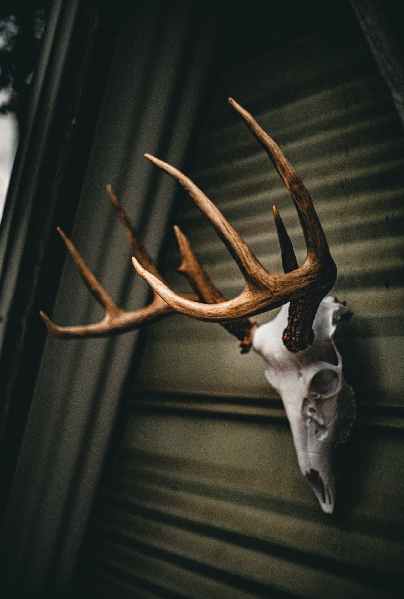 Whitetail Deer Snap Skull - Replica Mount