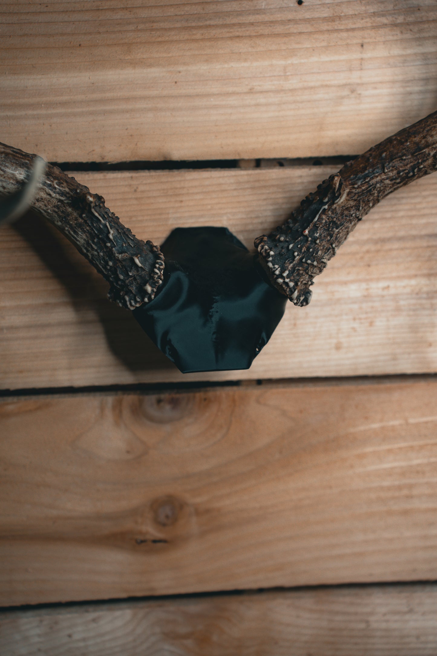 Deer Skull Cap - Replica Mount