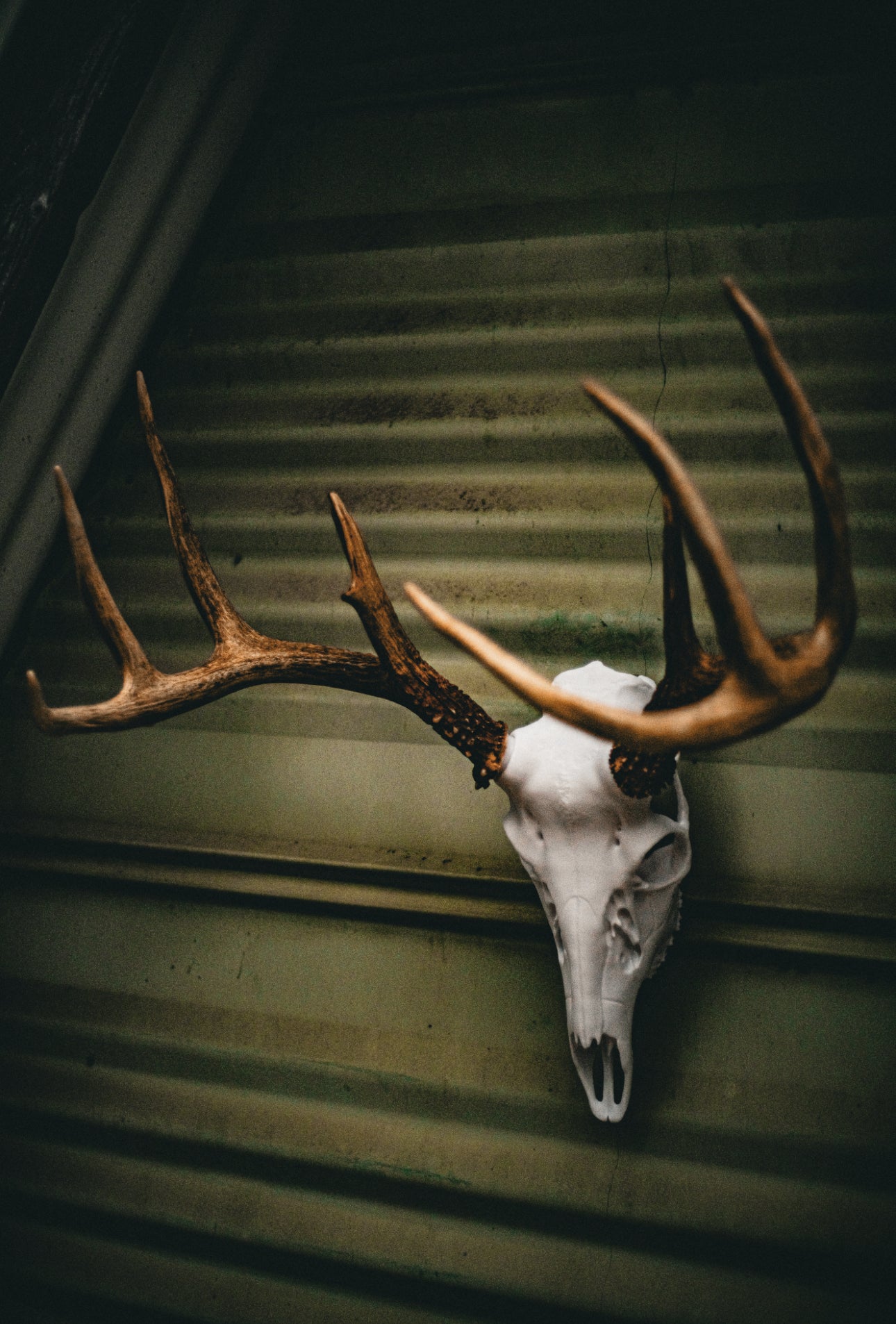 Whitetail Deer Snap Skull - Replica Mount