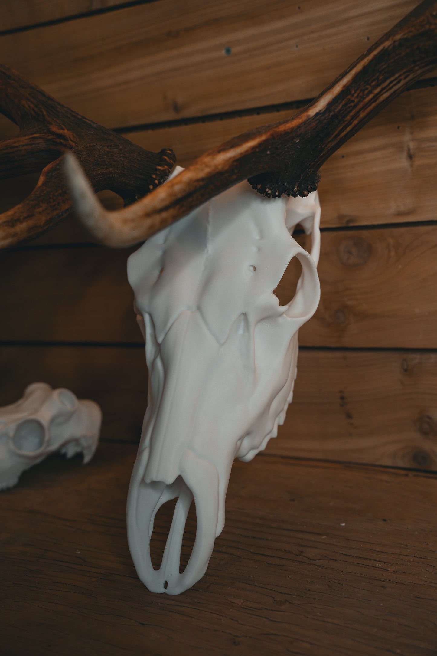 Elk Snap Skull - Replica Mount