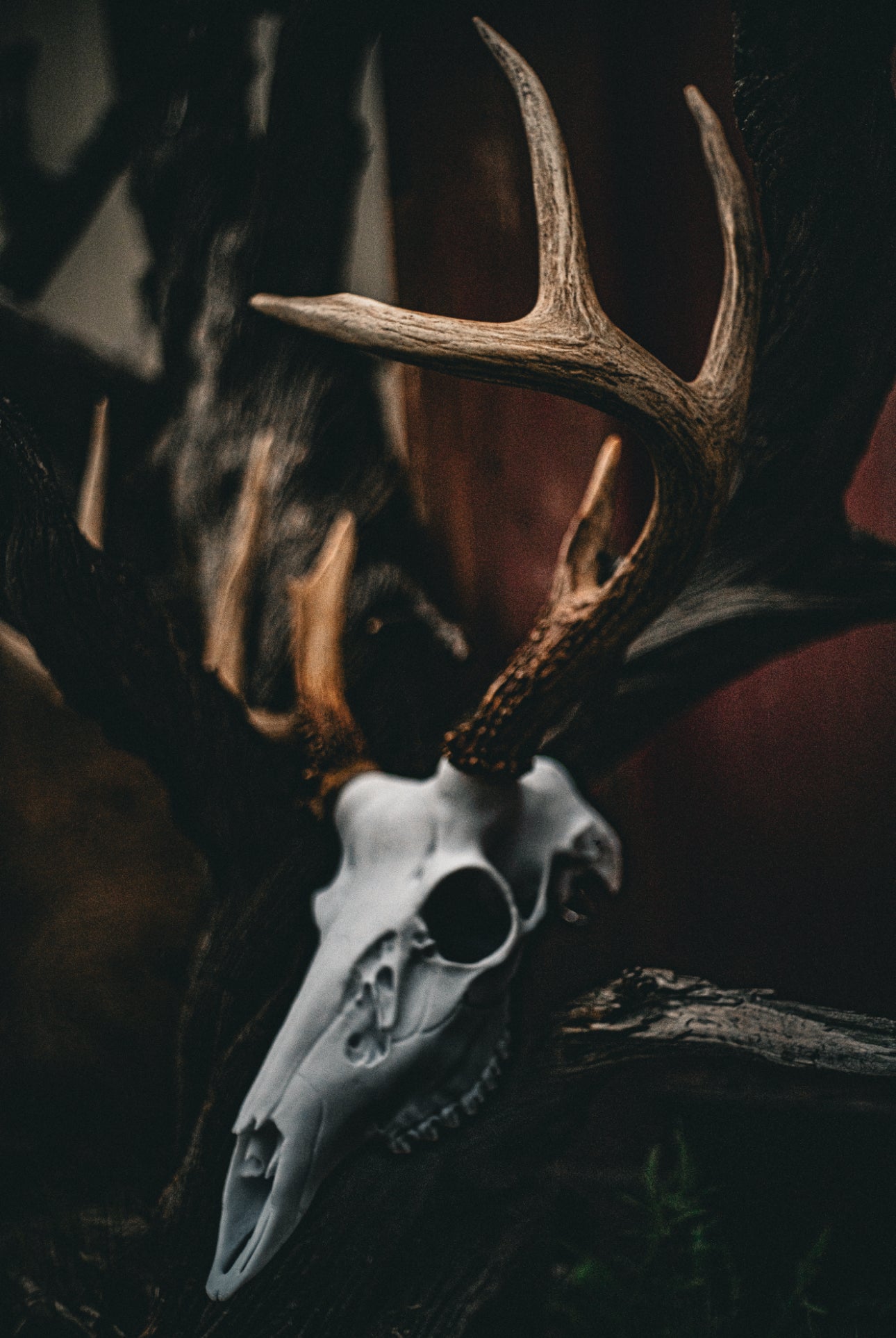 Whitetail Deer Snap Skull - Replica Mount