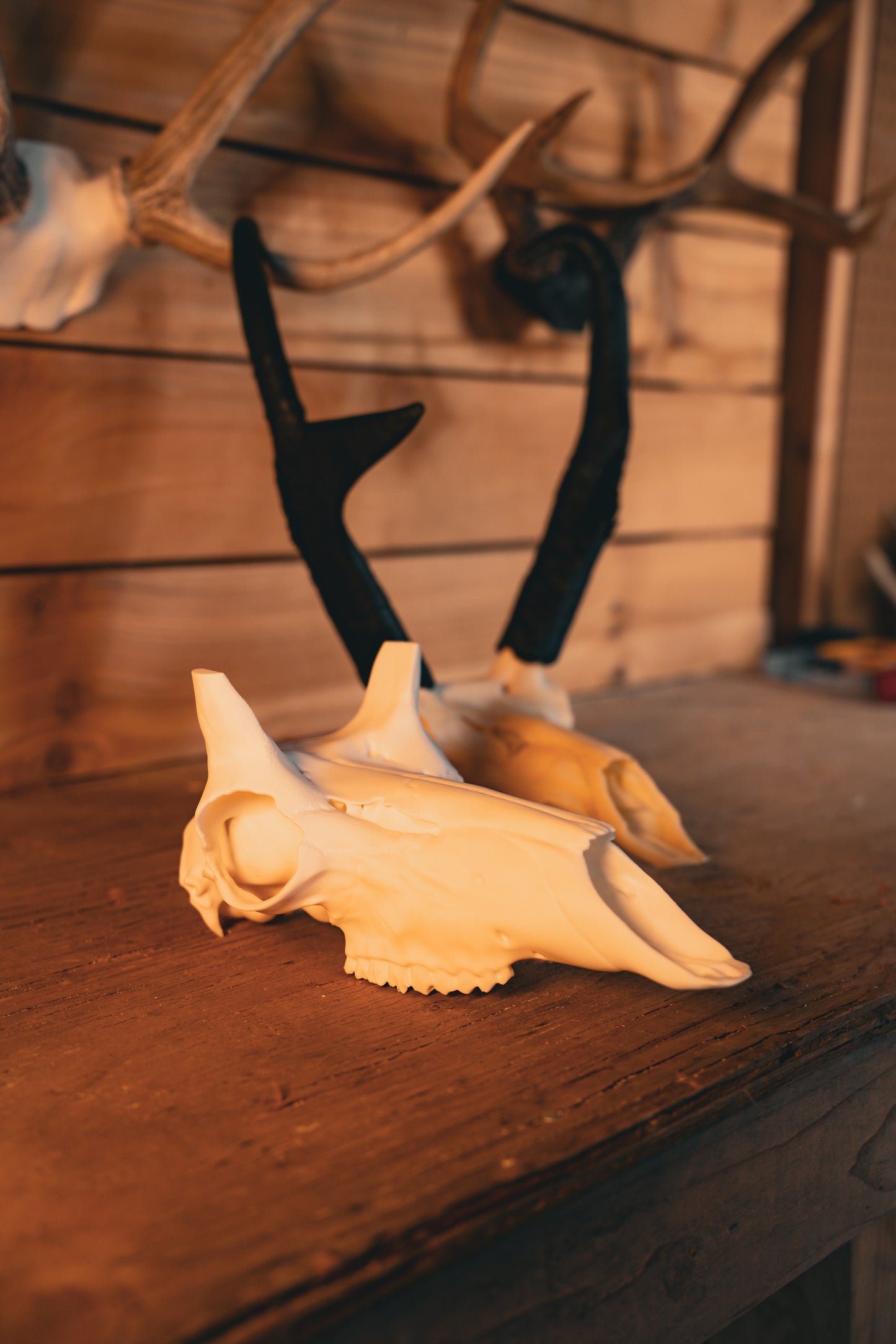 Pronghorn Replica Skull