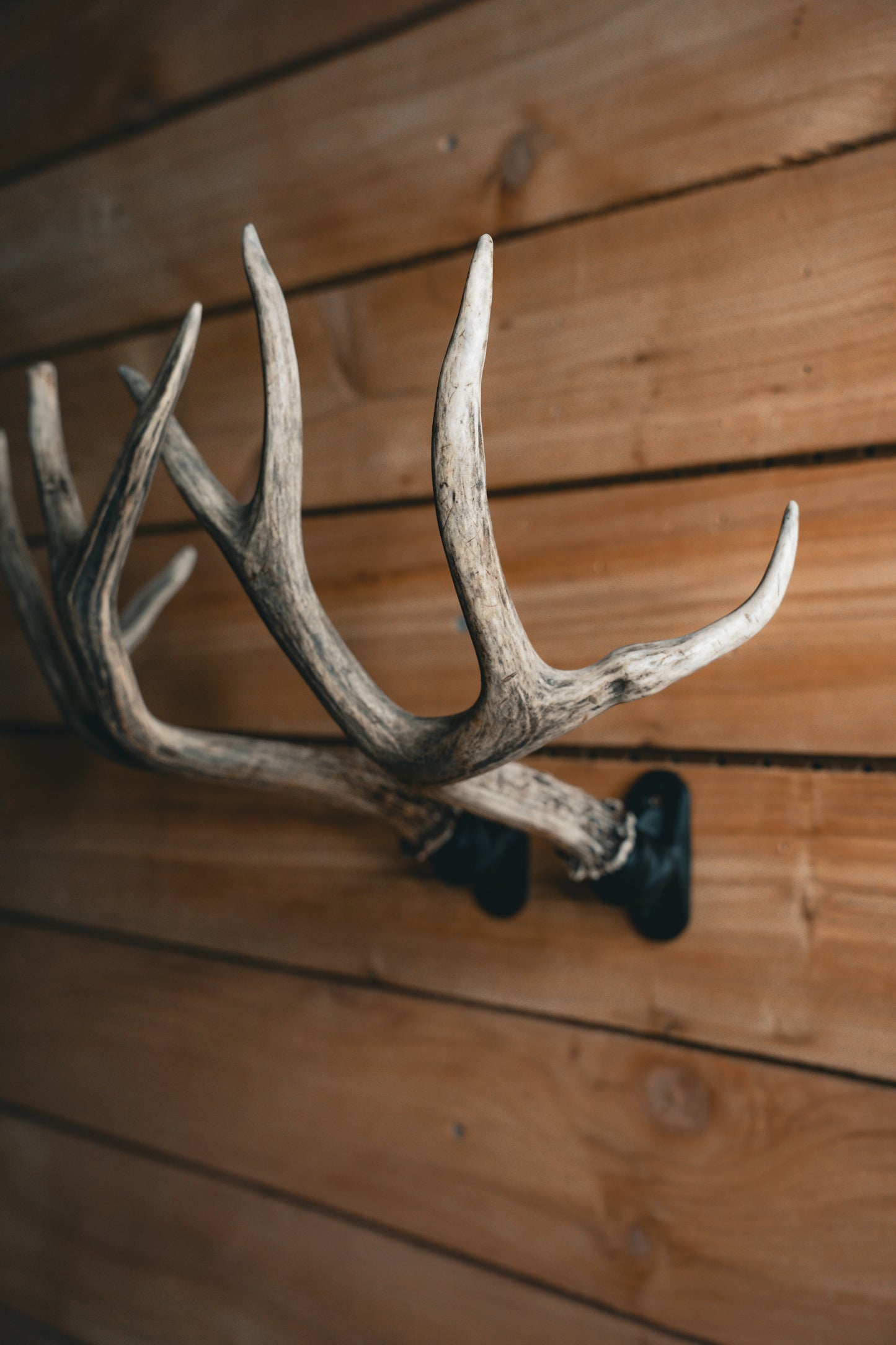 Antler Anchor - Set of 2