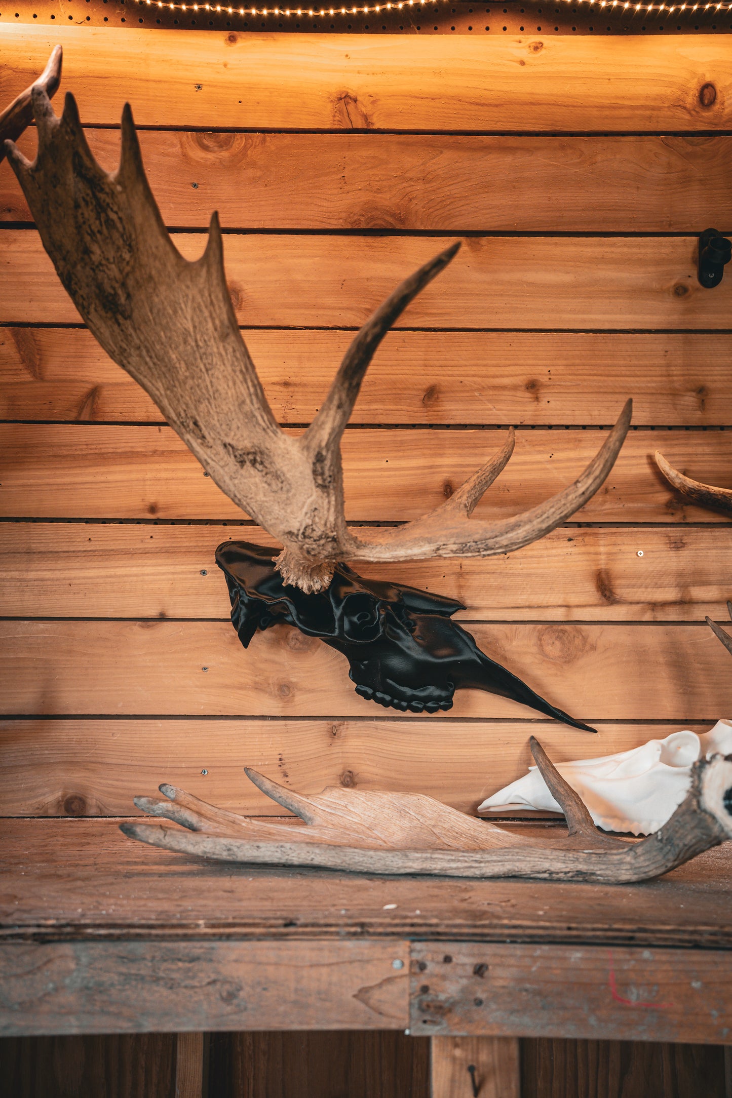 Moose Half Skull Mount