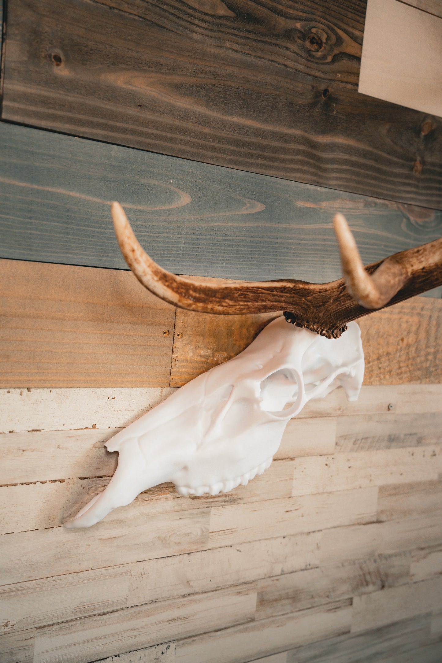 Elk Snap Skull - Half