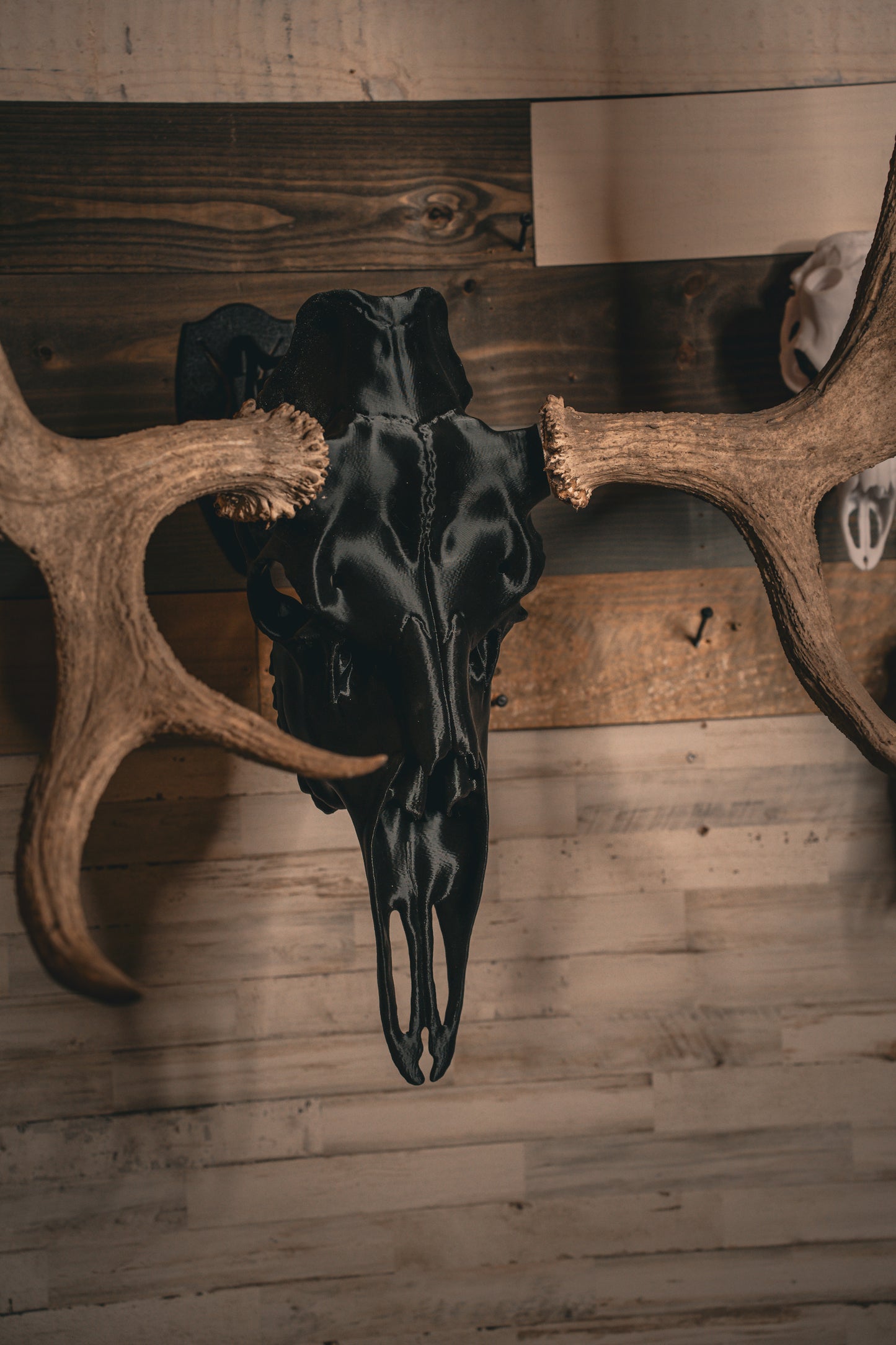 Moose Snap Skull - Replica Mount