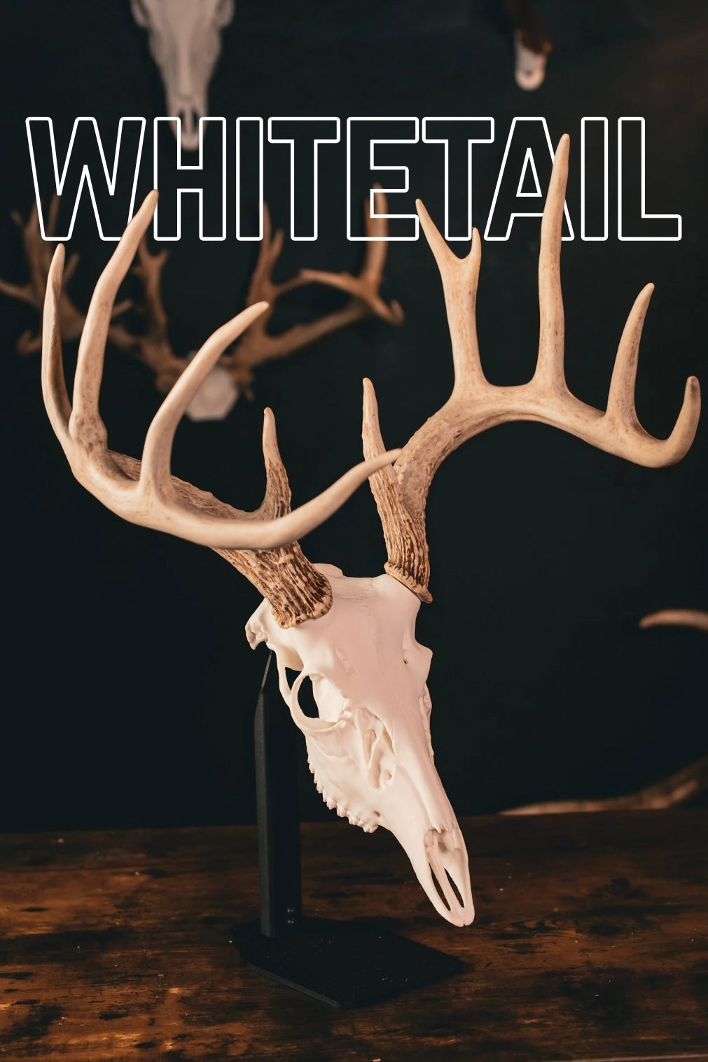 Whitetail Deer - Replica Mount – Buck Bracket