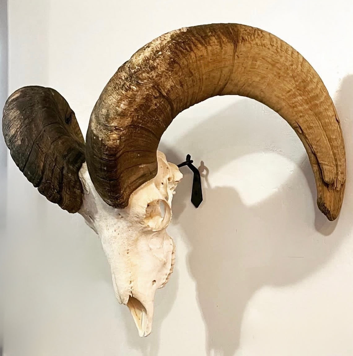 European Skull Mount Hanger - MEDIUM