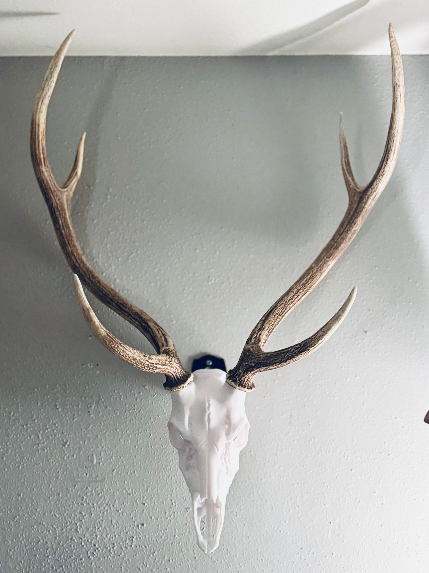 Axis Deer Snap Skull - Replica Mount