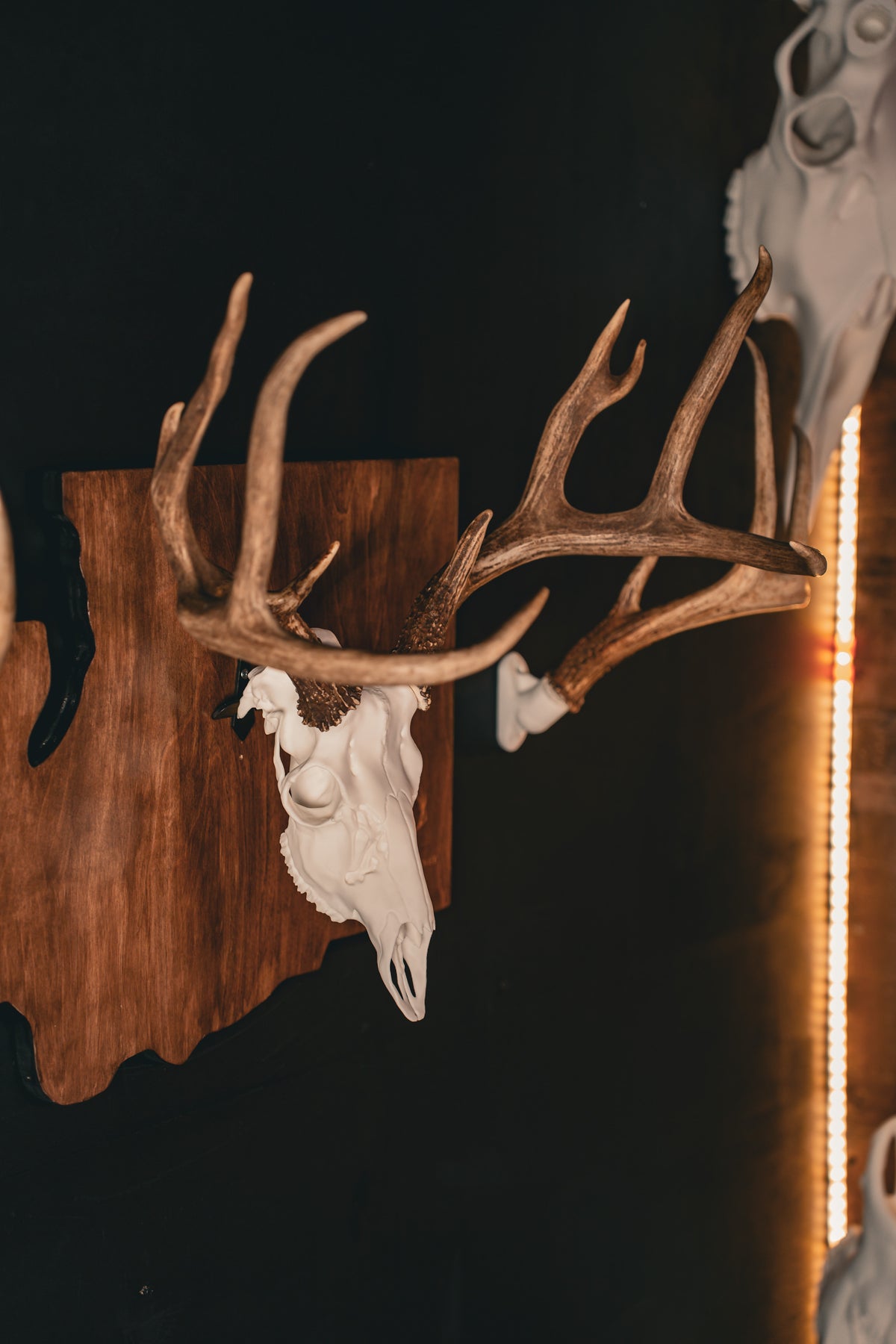 Mule Deer - Replica Mount