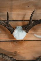 Deer Skull Cap - Replica Mount
