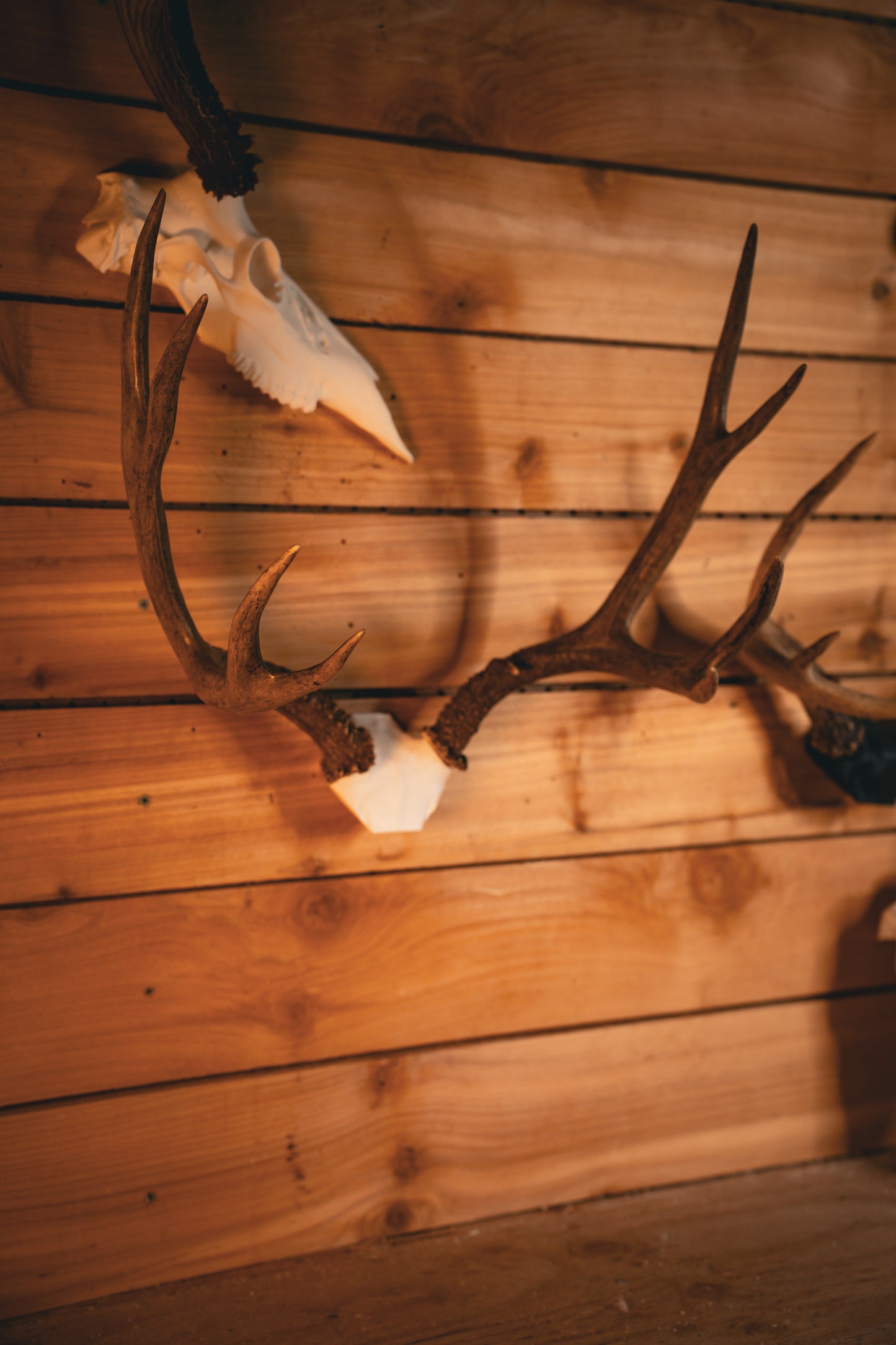 Deer Skull Cap - Replica Mount