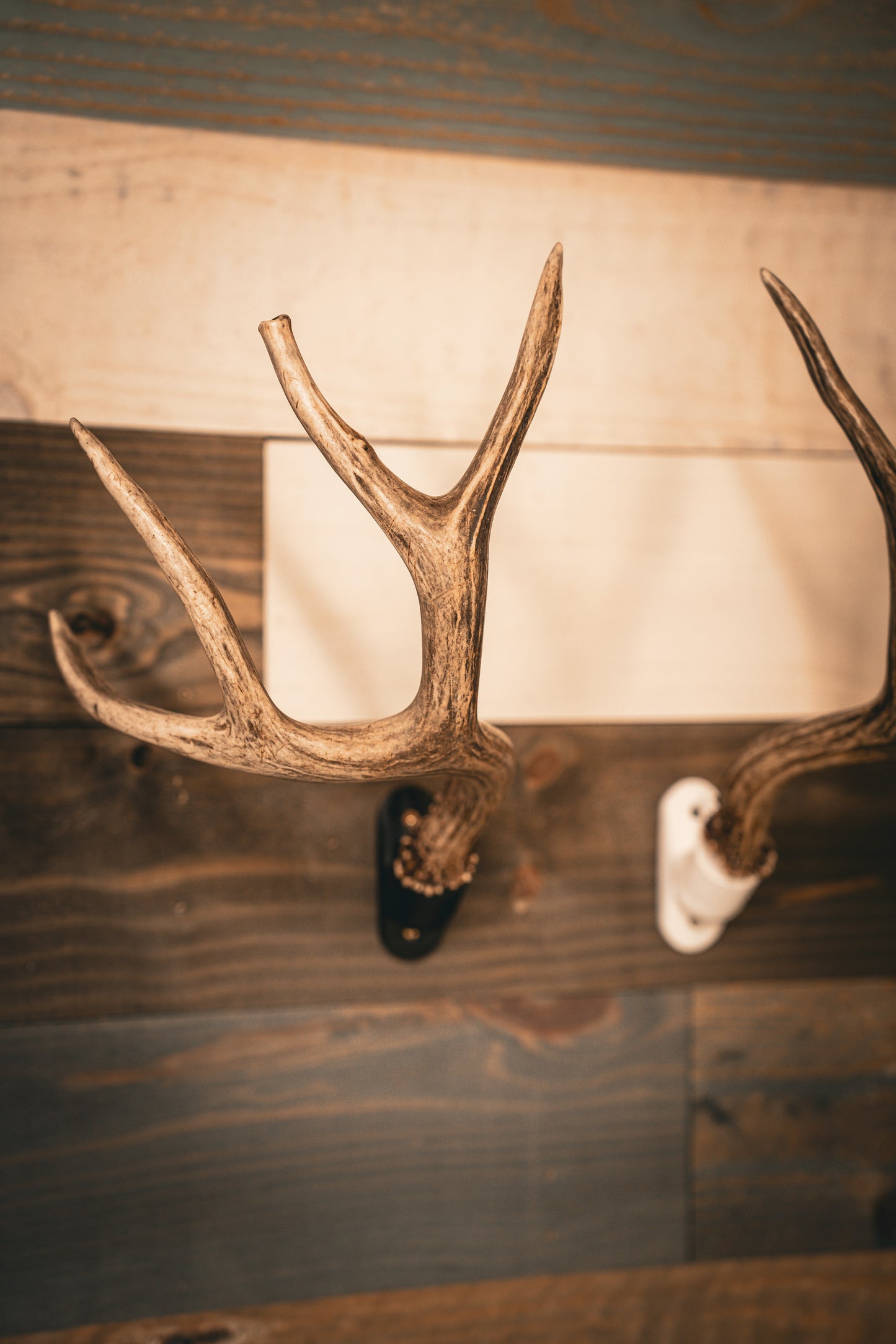 Buck Bracket - Deer Antler Mount