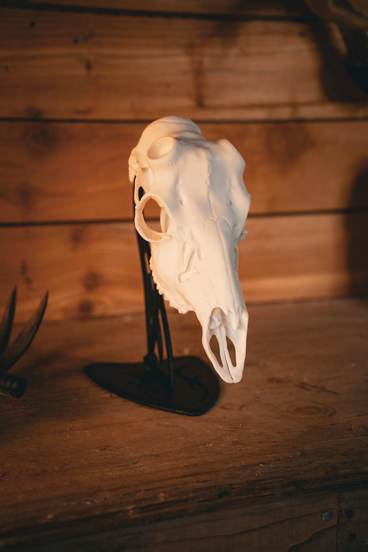 Mule Deer Snap Skull - Replica Mount