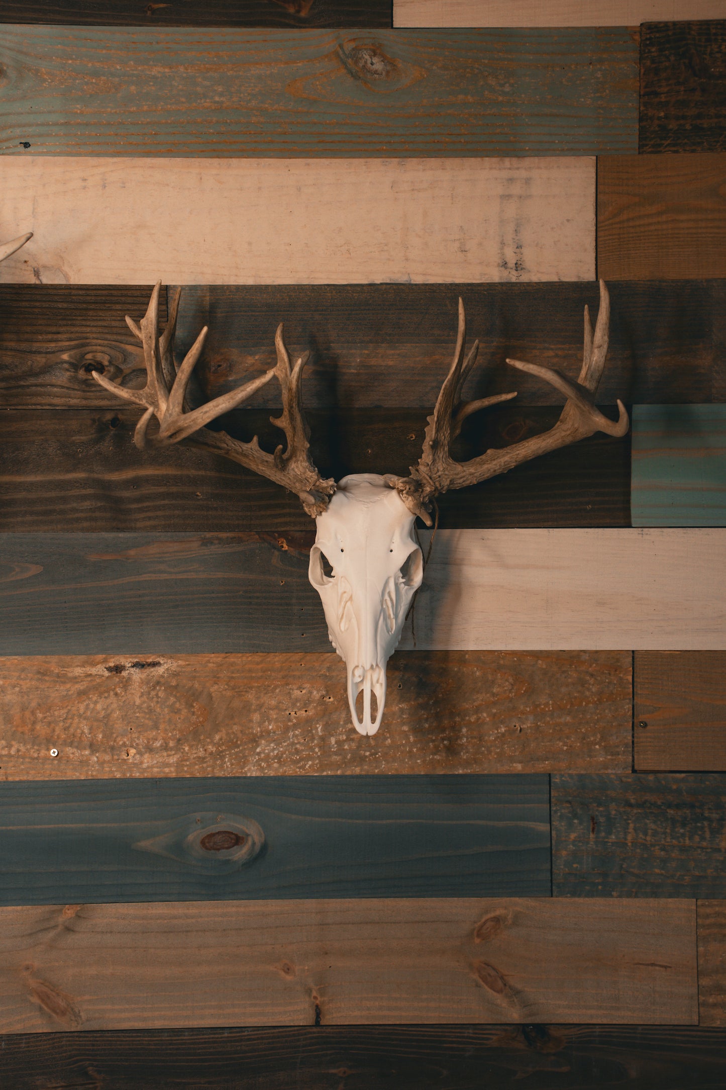 Whitetail Deer Snap Skull - Replica Mount