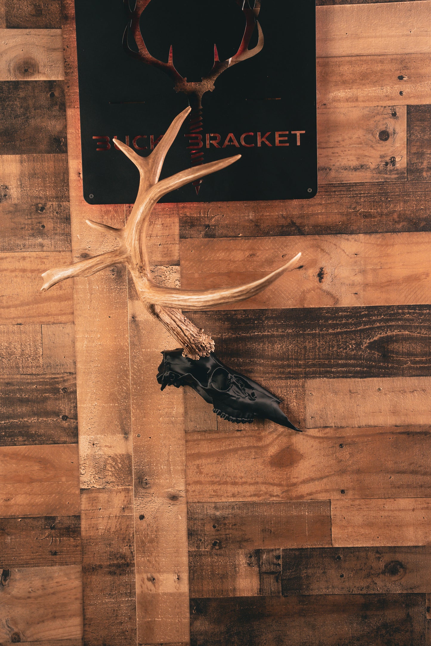 Deer Half Skull Mount