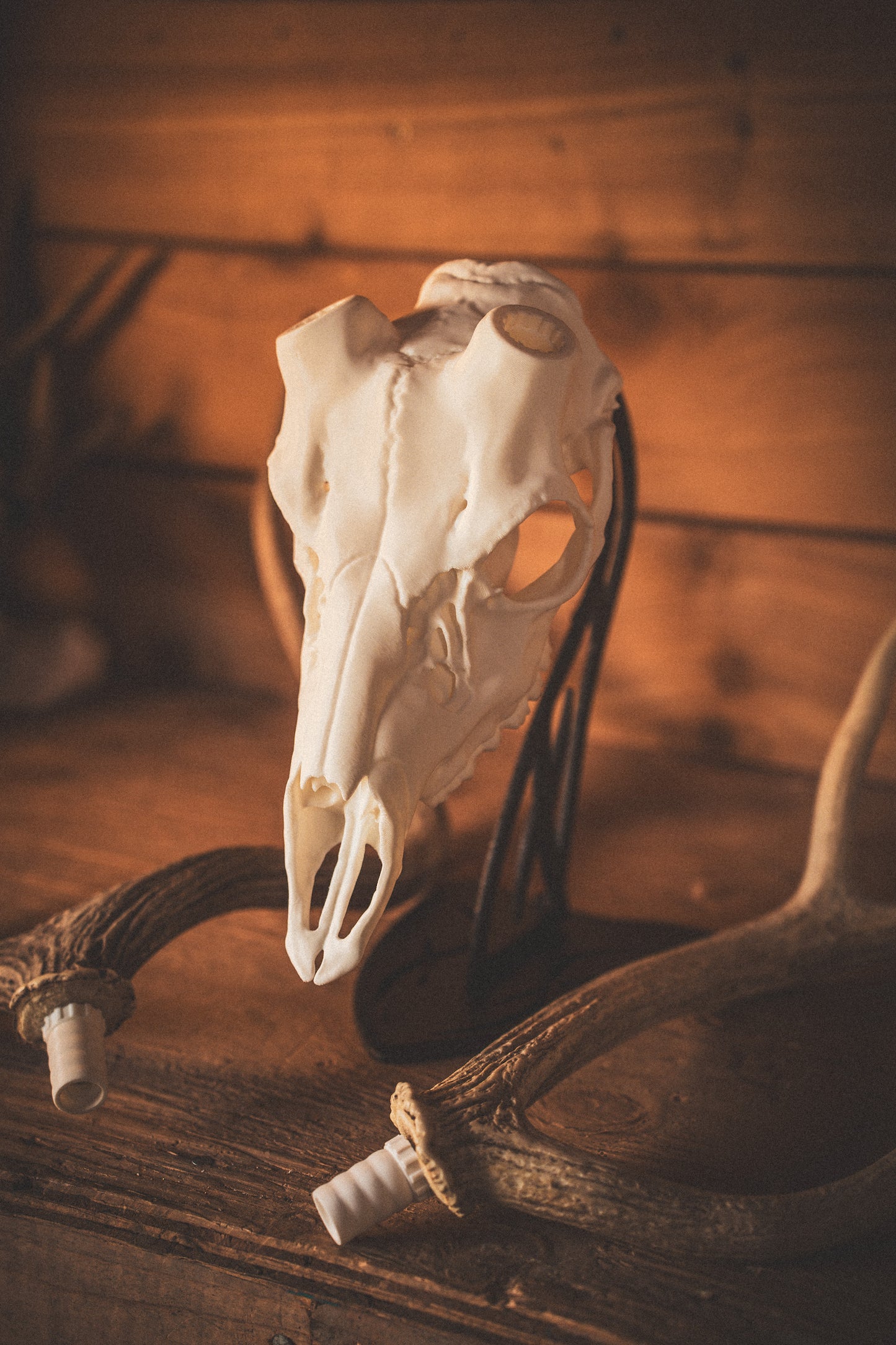 Axis Deer - Replica Mount
