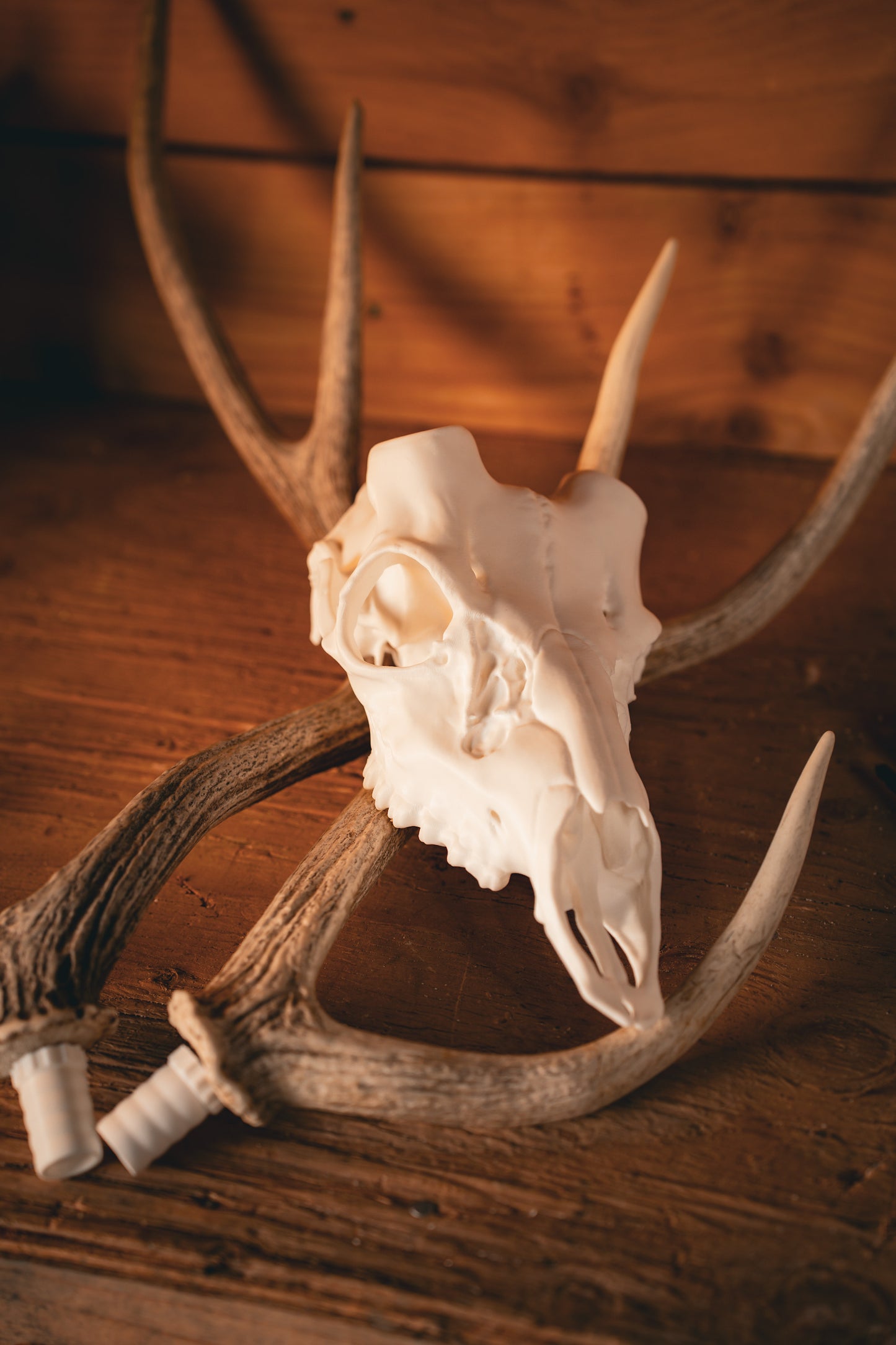 Axis Deer - Replica Mount