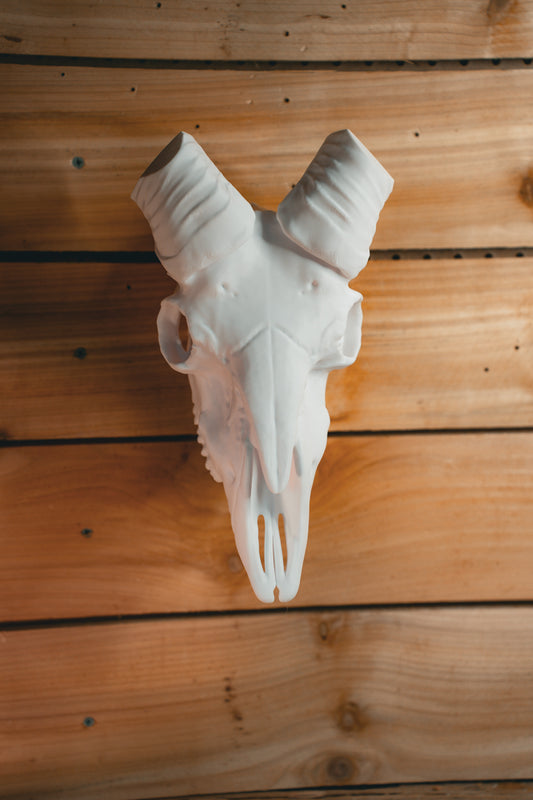 Ram Skull - Bighorn Mount System