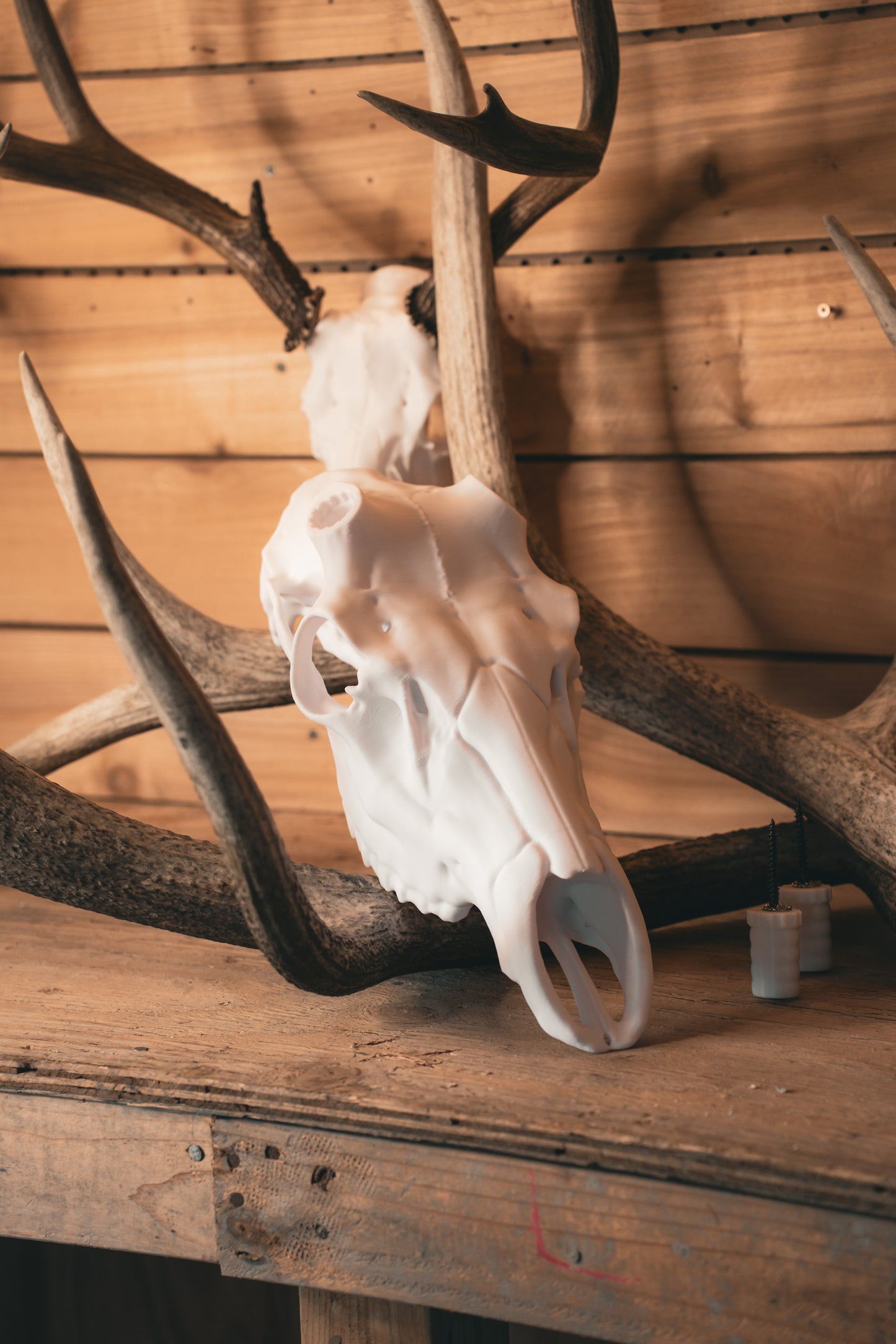 Elk Snap Skull - Replica Mount
