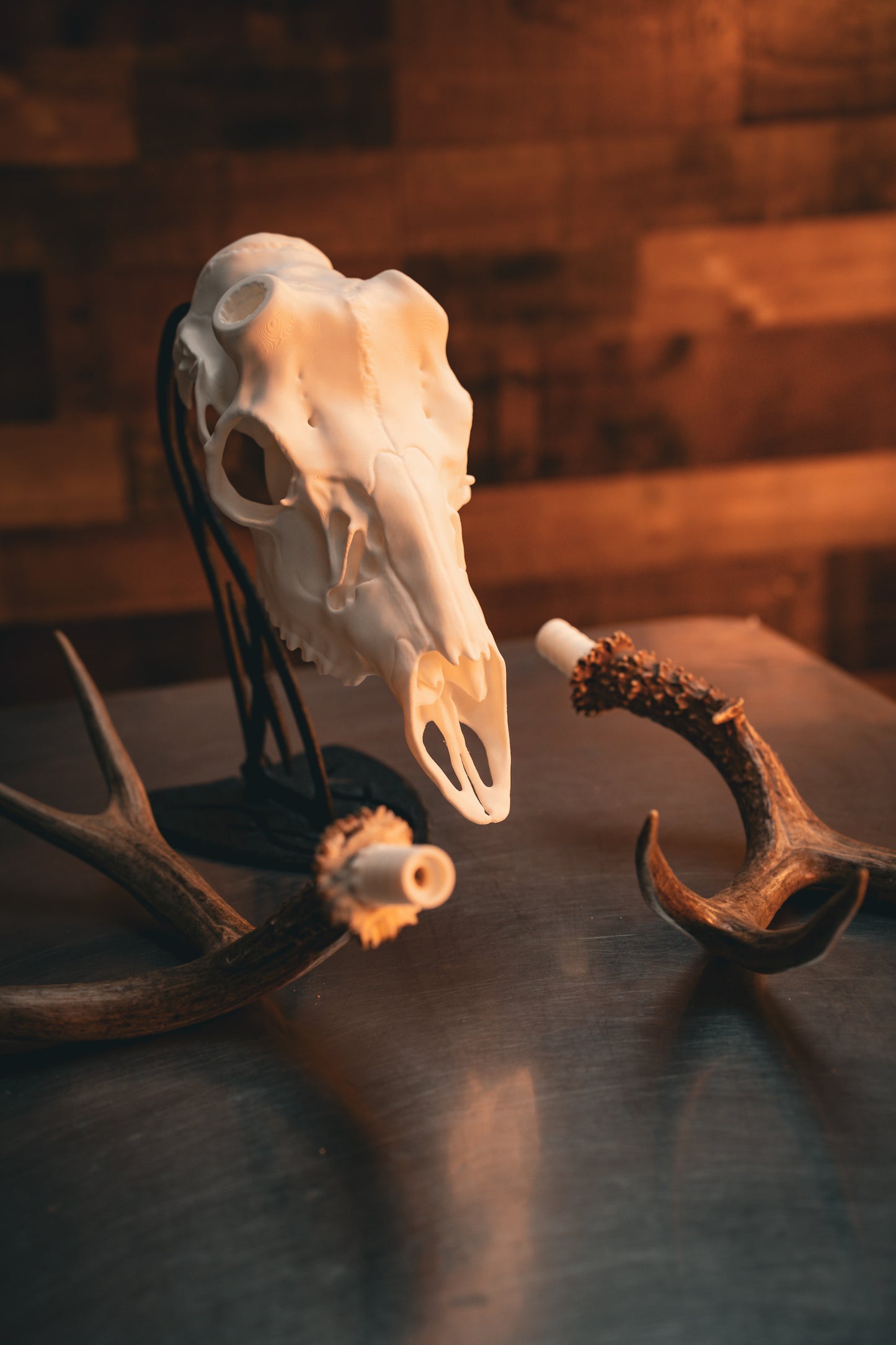 Mule Deer Snap Skull - Replica Mount