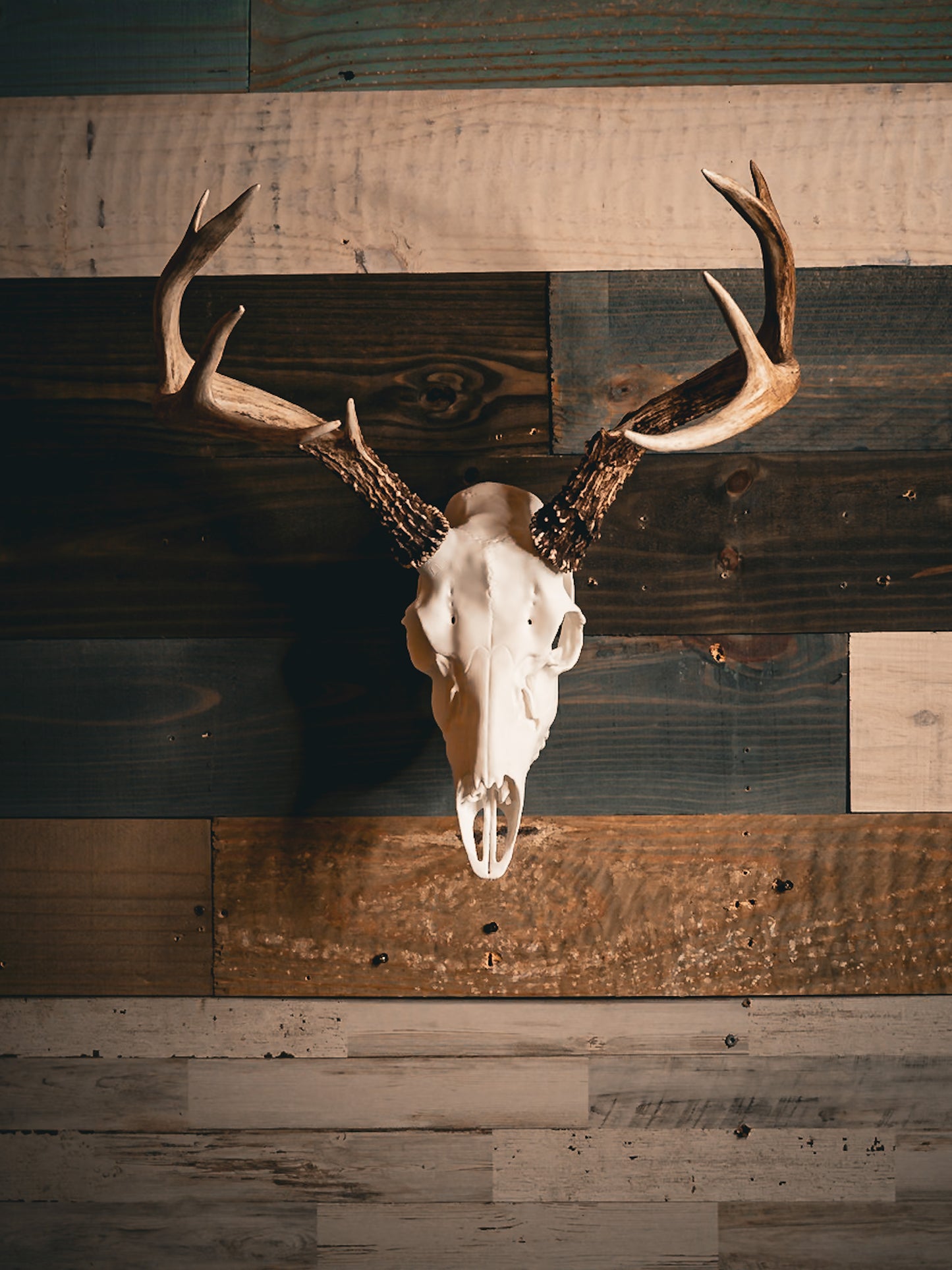 Blacktail Deer - Replica Mount