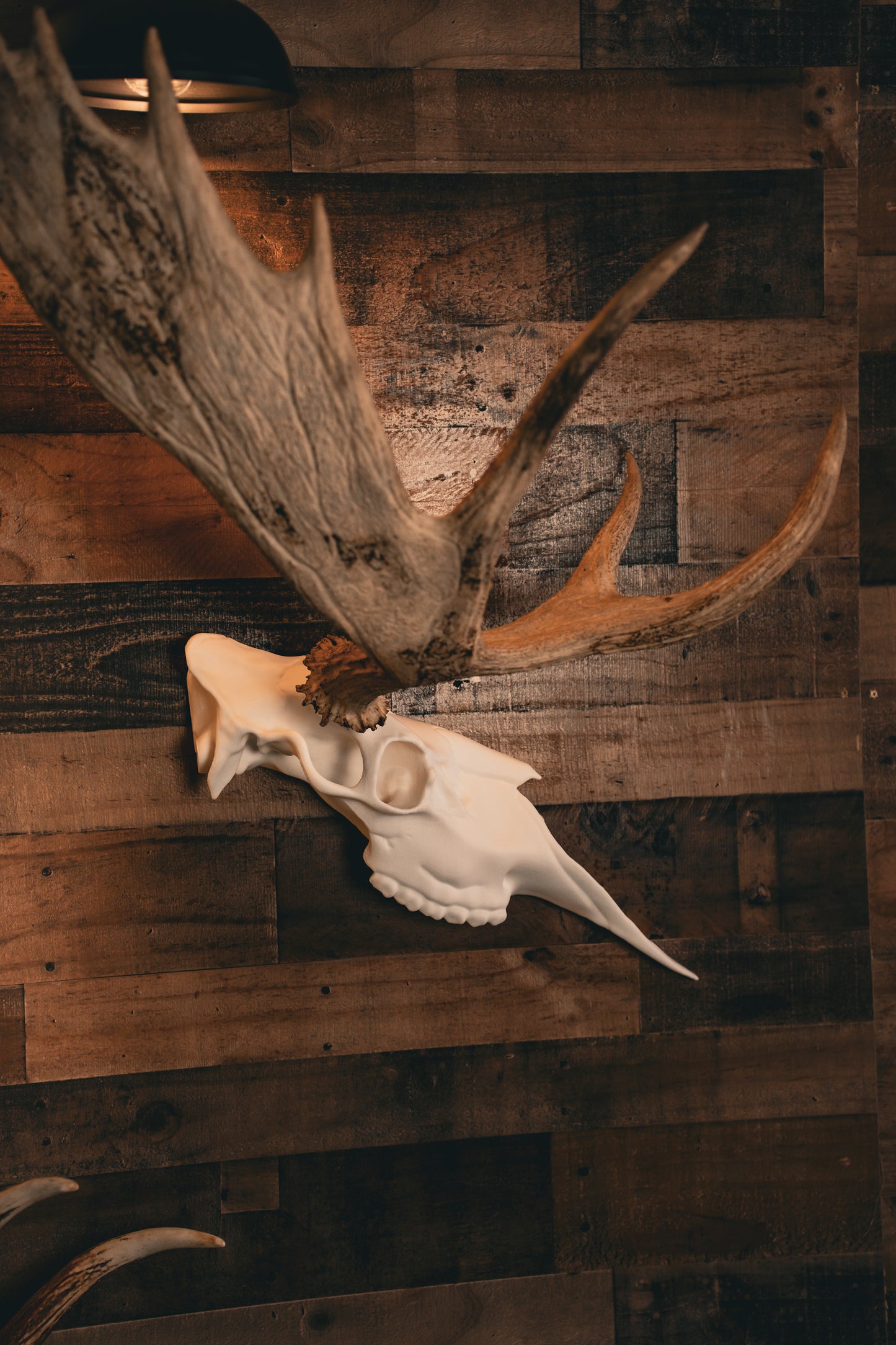 Moose Half Skull Mount