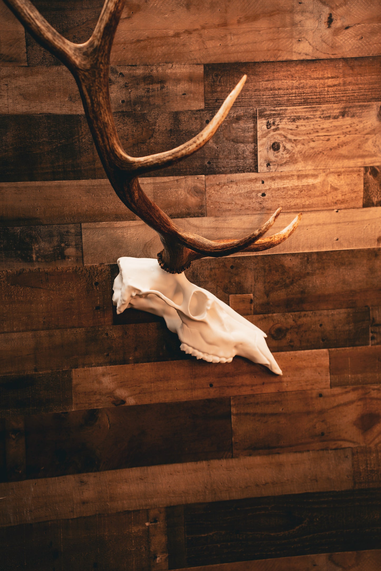 Elk Half Skull Mount