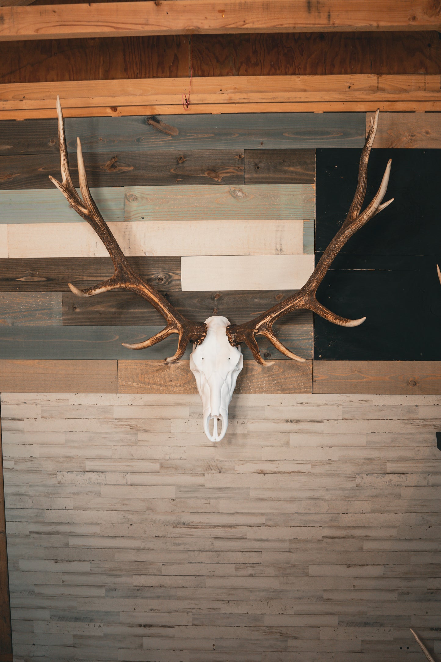 Elk Snap Skull - Replica Mount