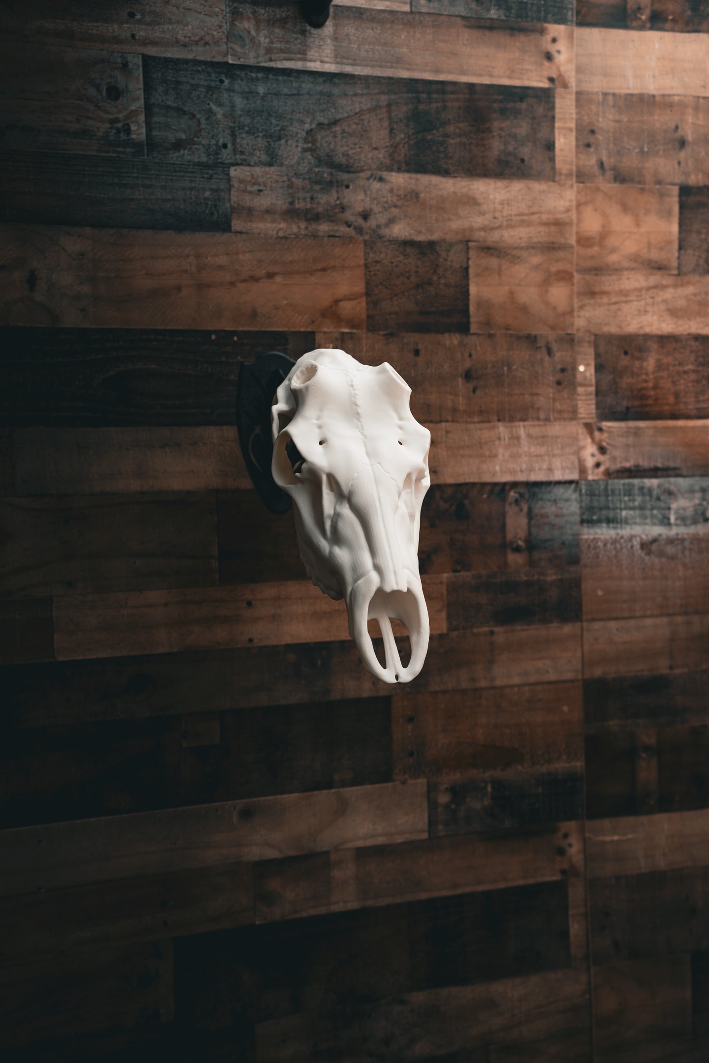 Elk Skull - Replica Mount