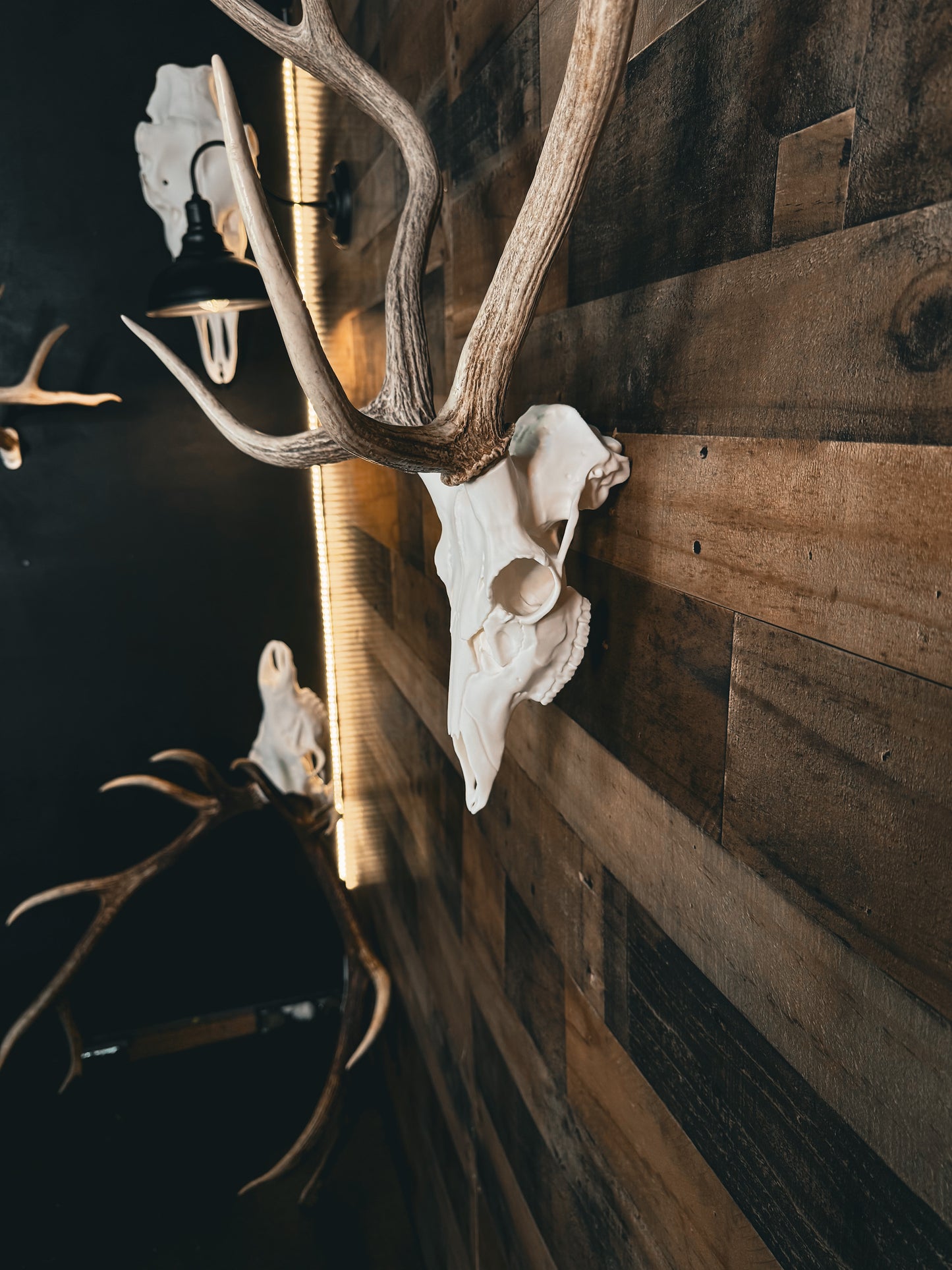 Axis Deer - Replica Mount