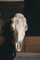 American Flag Engraved Snap Skull - Replica Mount