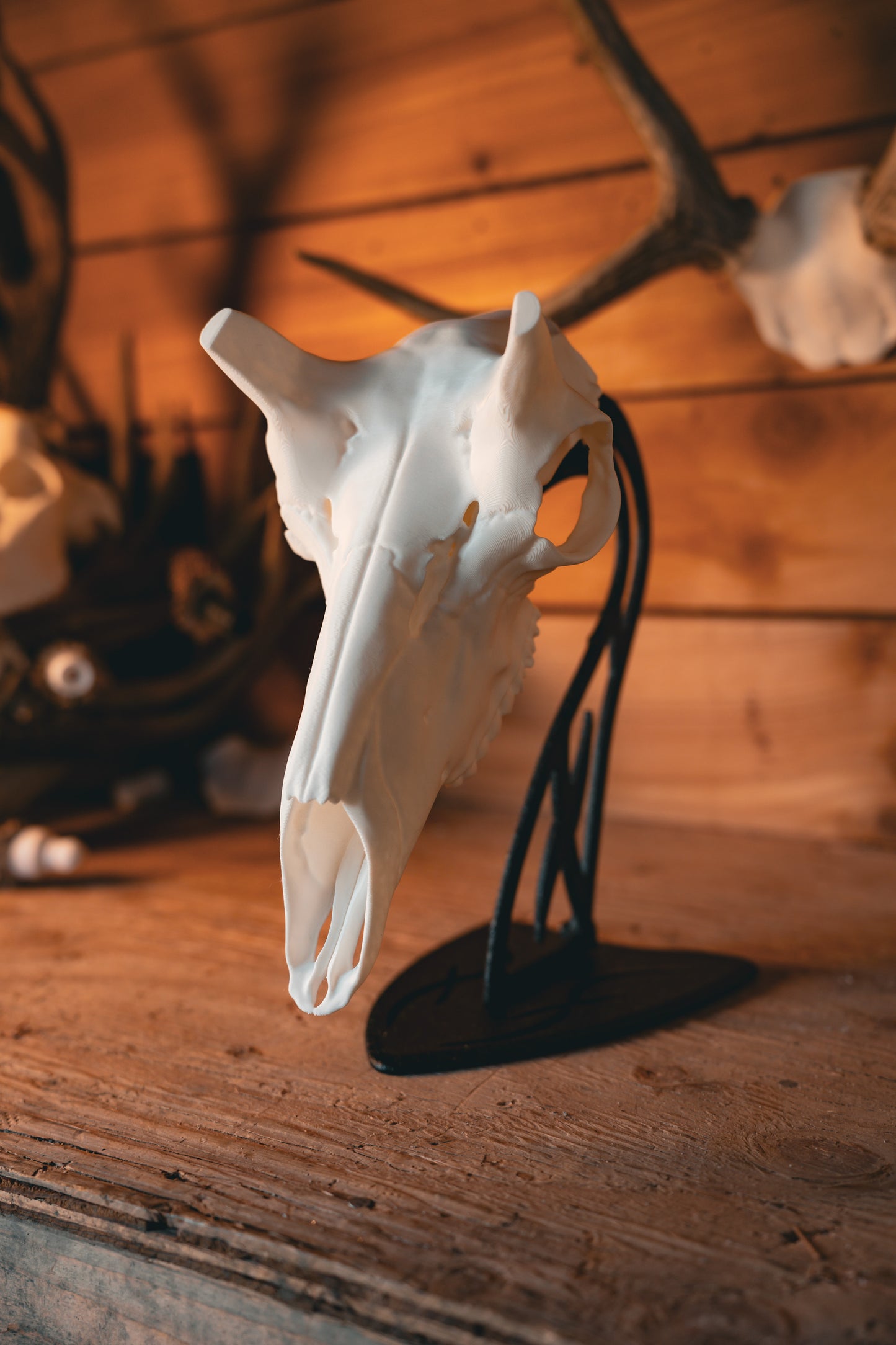Pronghorn Replica Skull