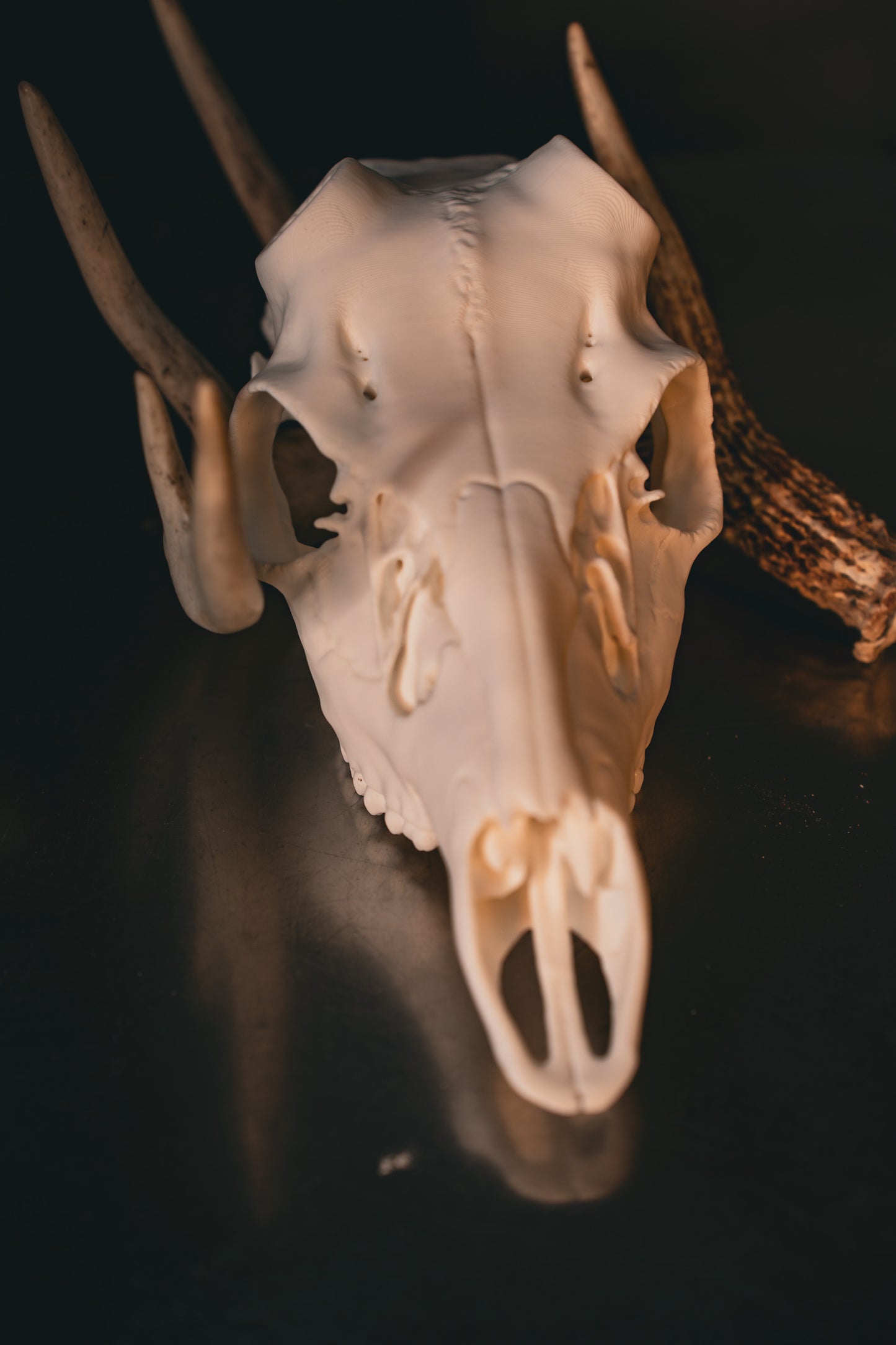 Coues Deer - Replica Mount