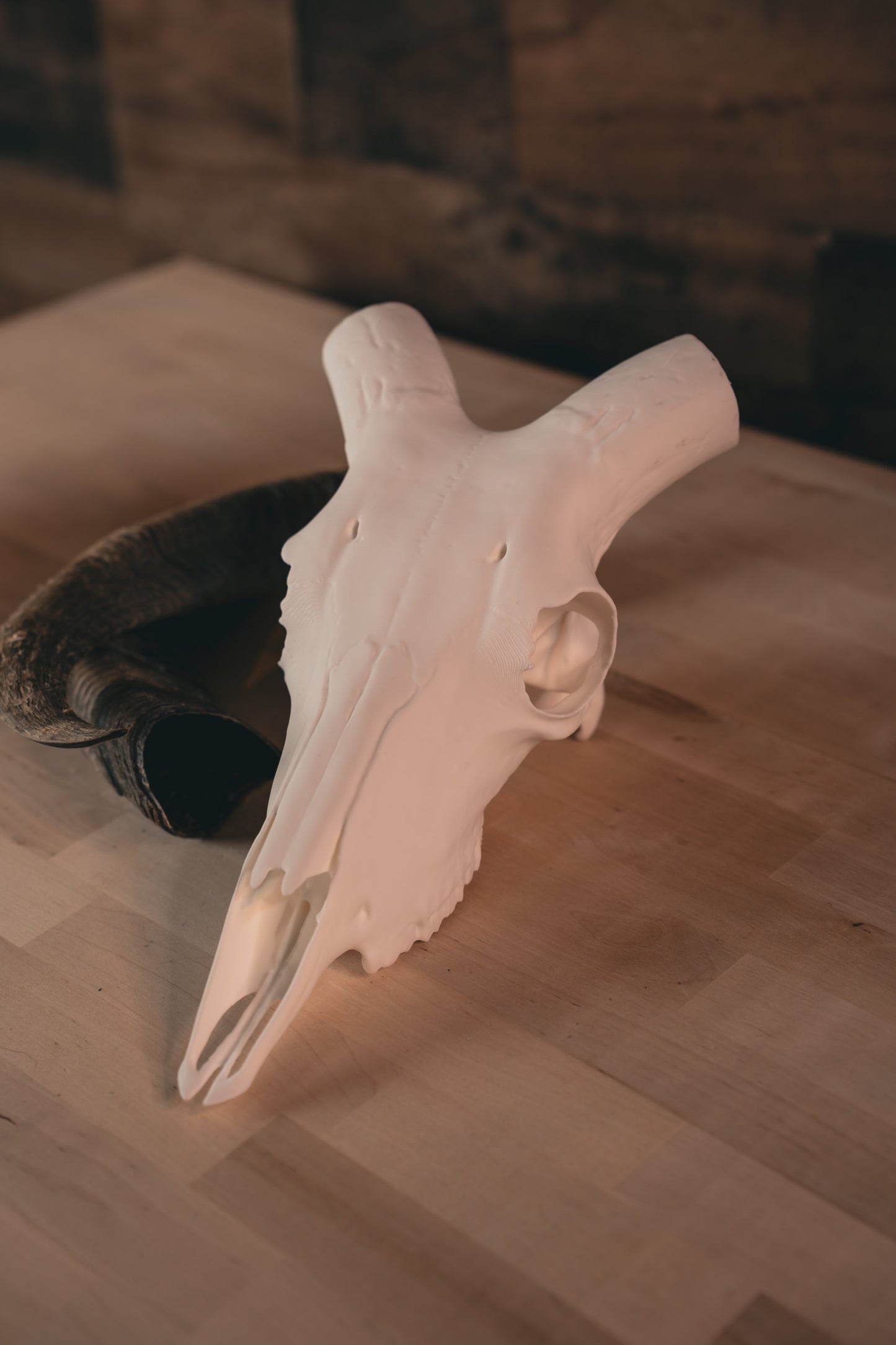 Aoudad Replica Skull (Barbary Sheep)